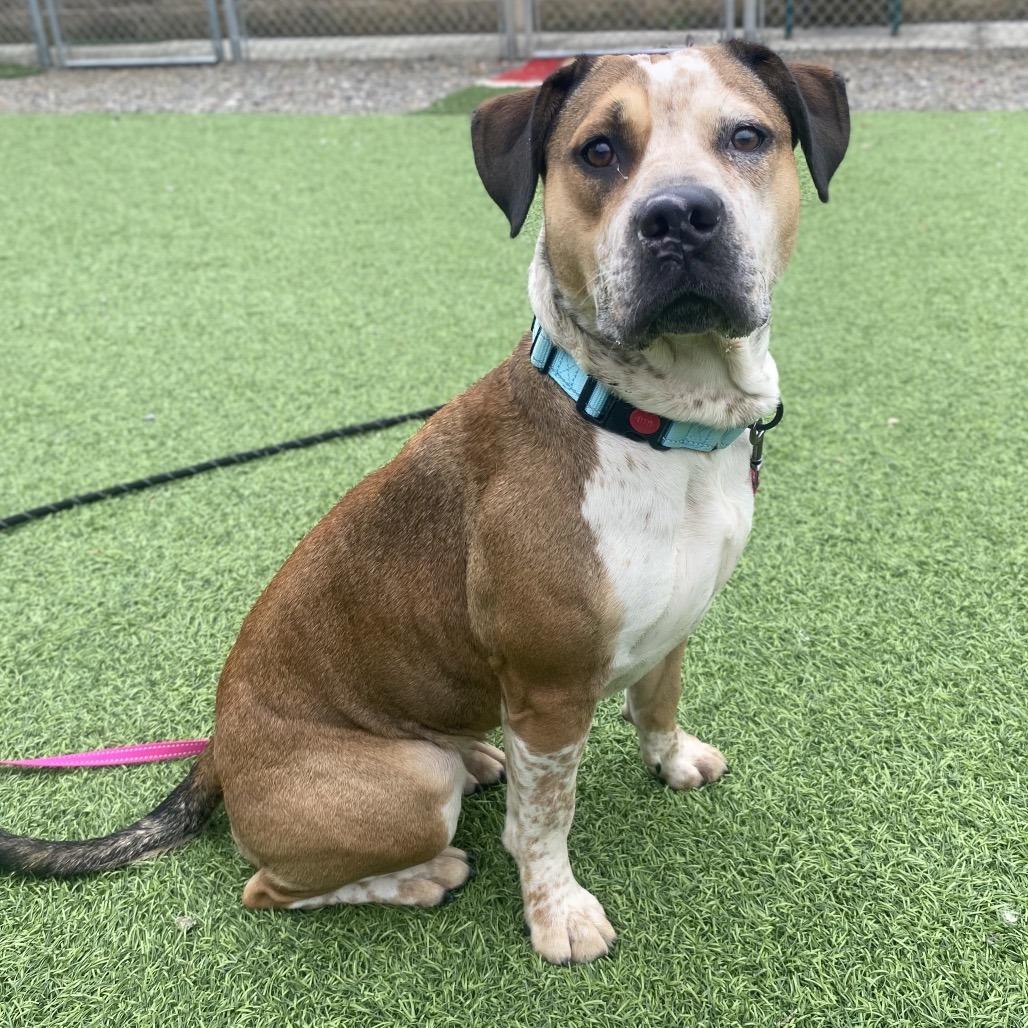 Enlarge Emeriss, a Adoptable mixed breed in Batavia, OH image 4/6