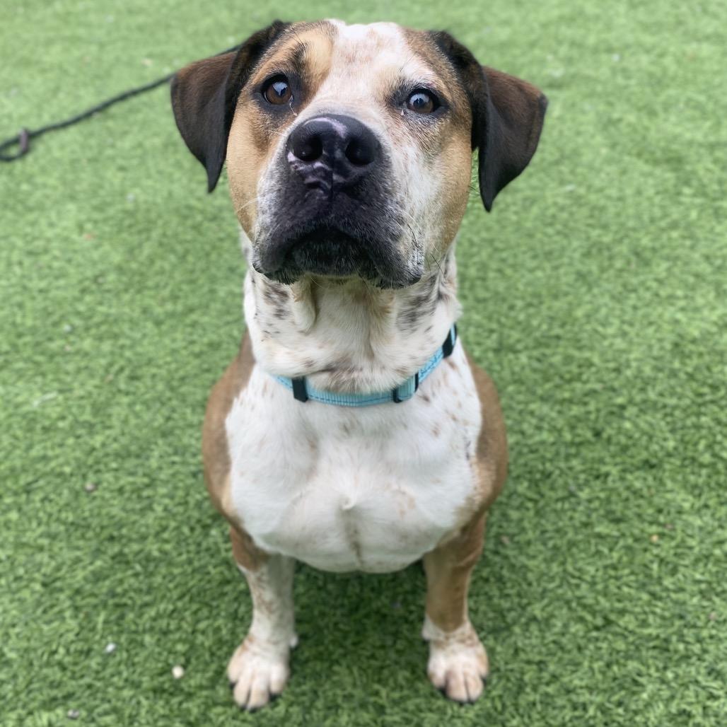 Enlarge Emeriss, a Adoptable Mixed Breed in Batavia, OH image 5/6