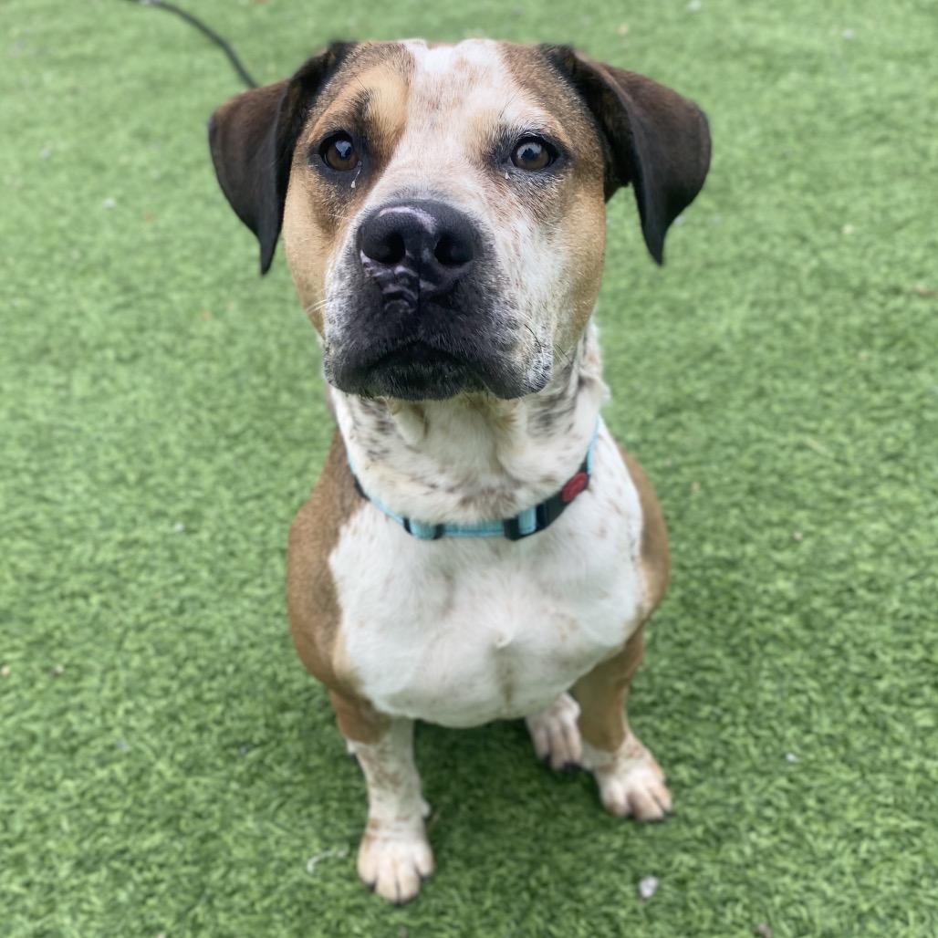 Enlarge Emeriss, a Adoptable Mixed Breed in Batavia, OH image 6/6