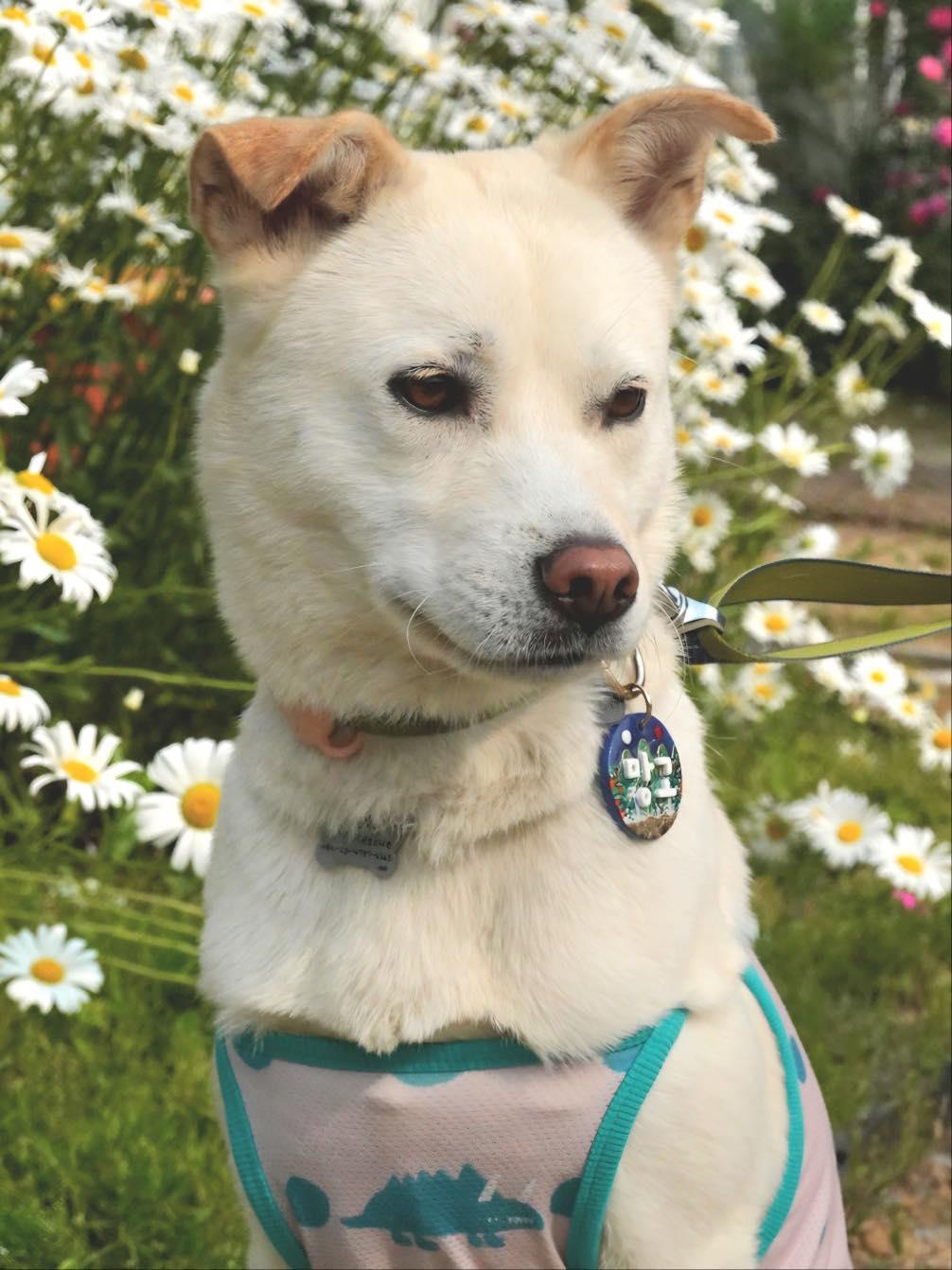 Mango, an adoptable Jindo in San Francisco, CA, 94115 | Photo Image 3