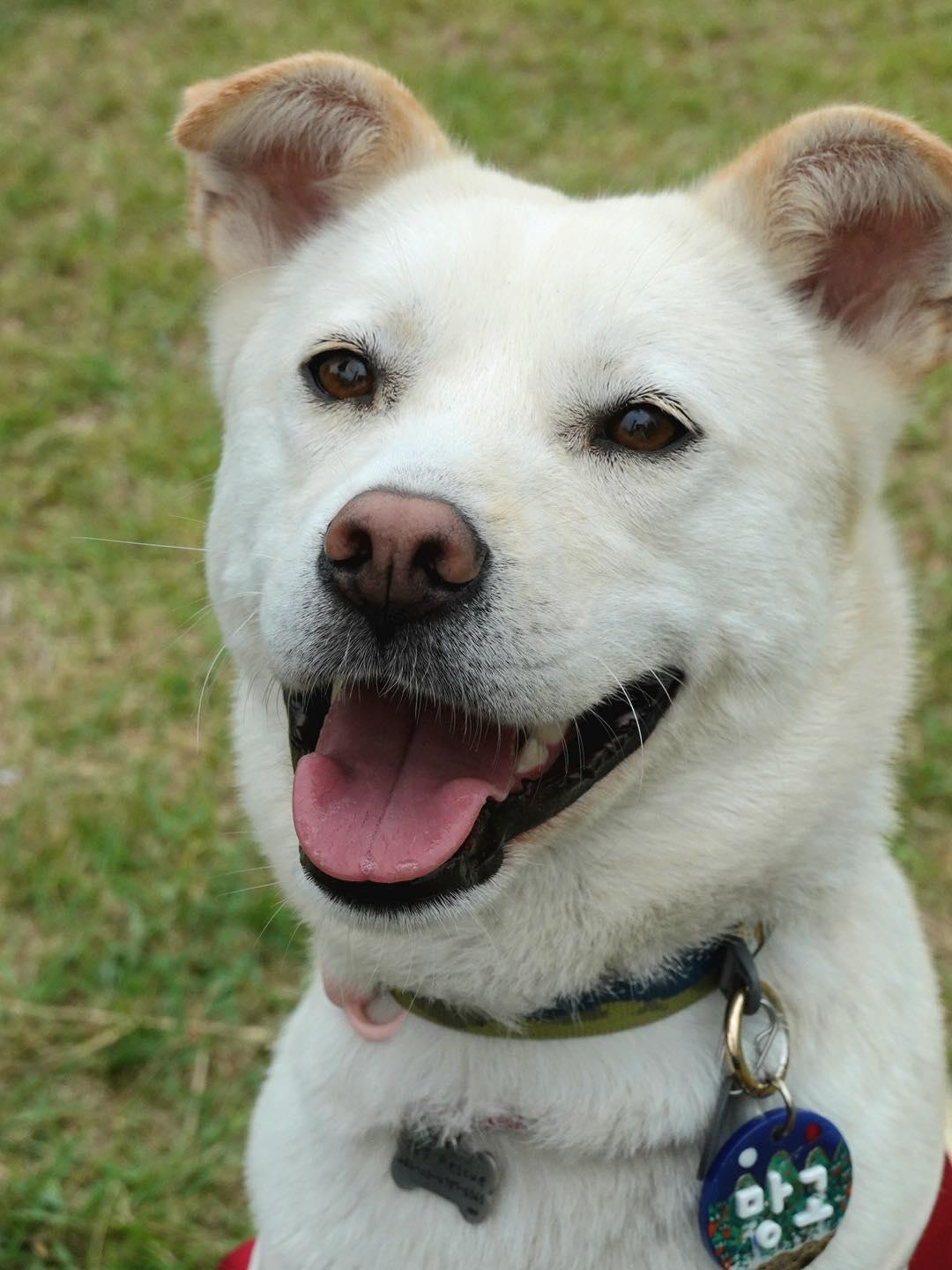 Mango, an adoptable Jindo in San Francisco, CA, 94115 | Photo Image 4