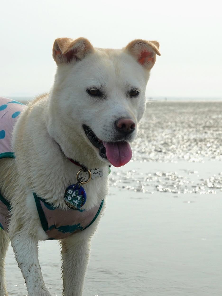 Mango, an adoptable Jindo in San Francisco, CA, 94115 | Photo Image 5