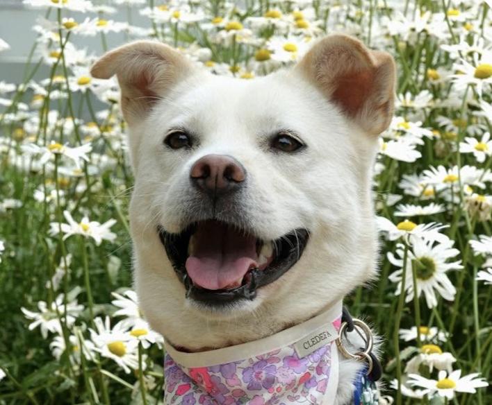 Mango, an adoptable Jindo in San Francisco, CA, 94115 | Photo Image 1