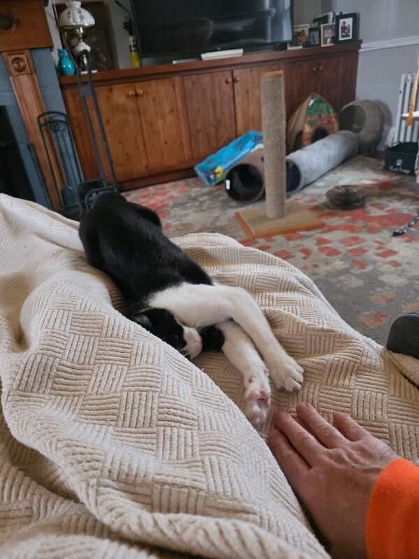 John, Adoptable, Young Male Domestic Short Hair.