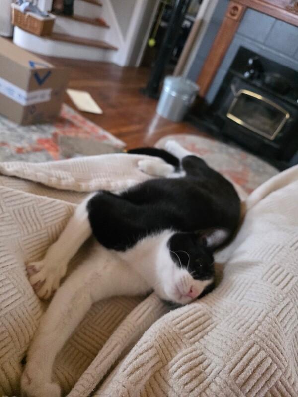 John, a Adoptable Domestic Short Hair in Colmar, PA image 2/6