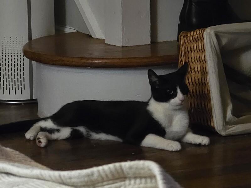John, a Adoptable Domestic Short Hair in Colmar, PA image 3/6