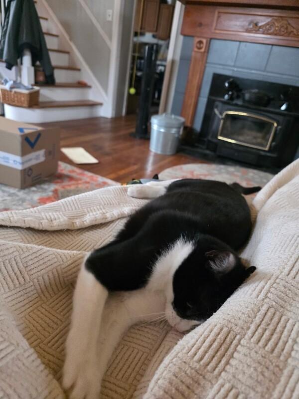 John, a Adoptable Domestic Short Hair in Colmar, PA image 4/6