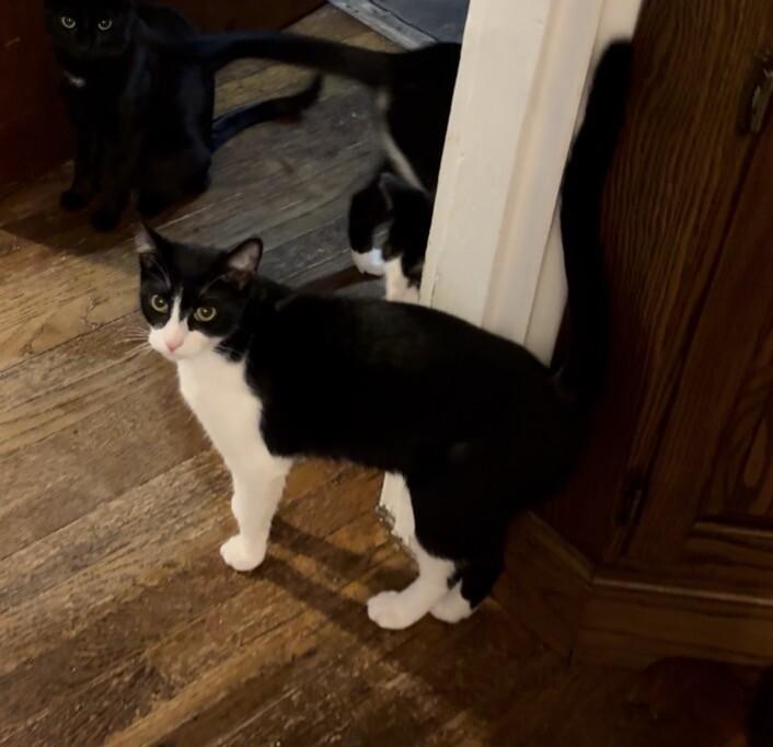 John, a Adoptable Domestic Short Hair in Colmar, PA image 5/6