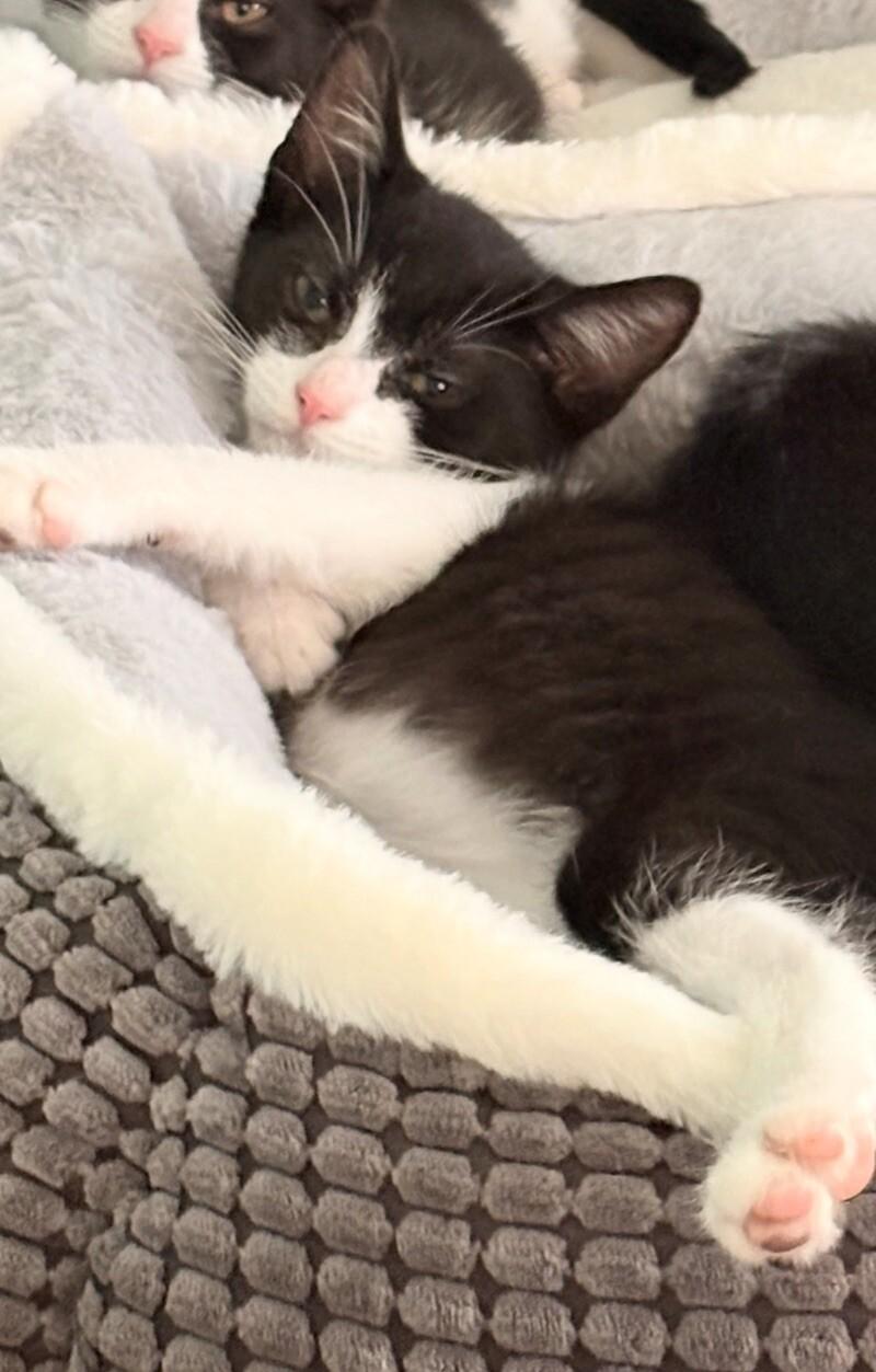 John, a Adoptable Domestic Short Hair in Colmar, PA image 6/6