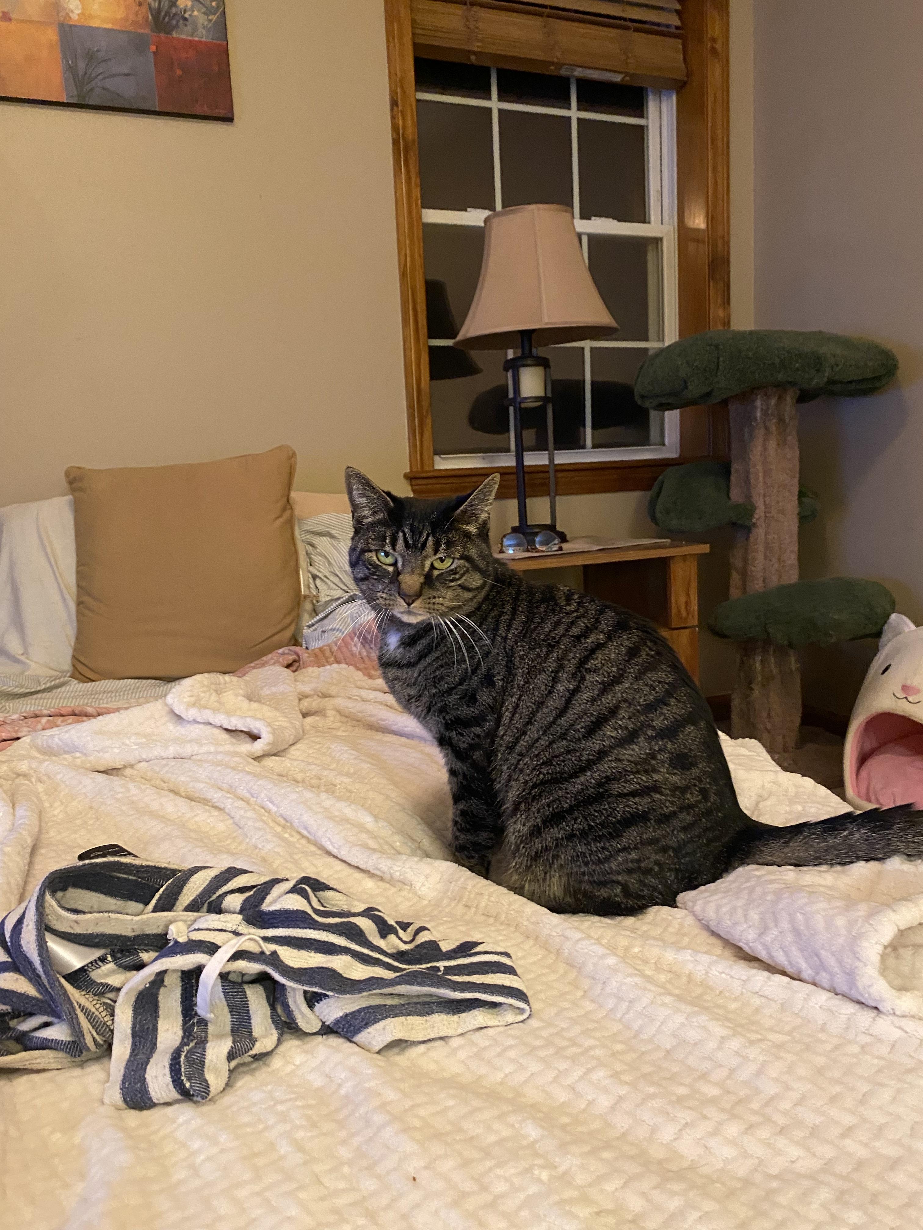 Nipsy — thumbnail 2