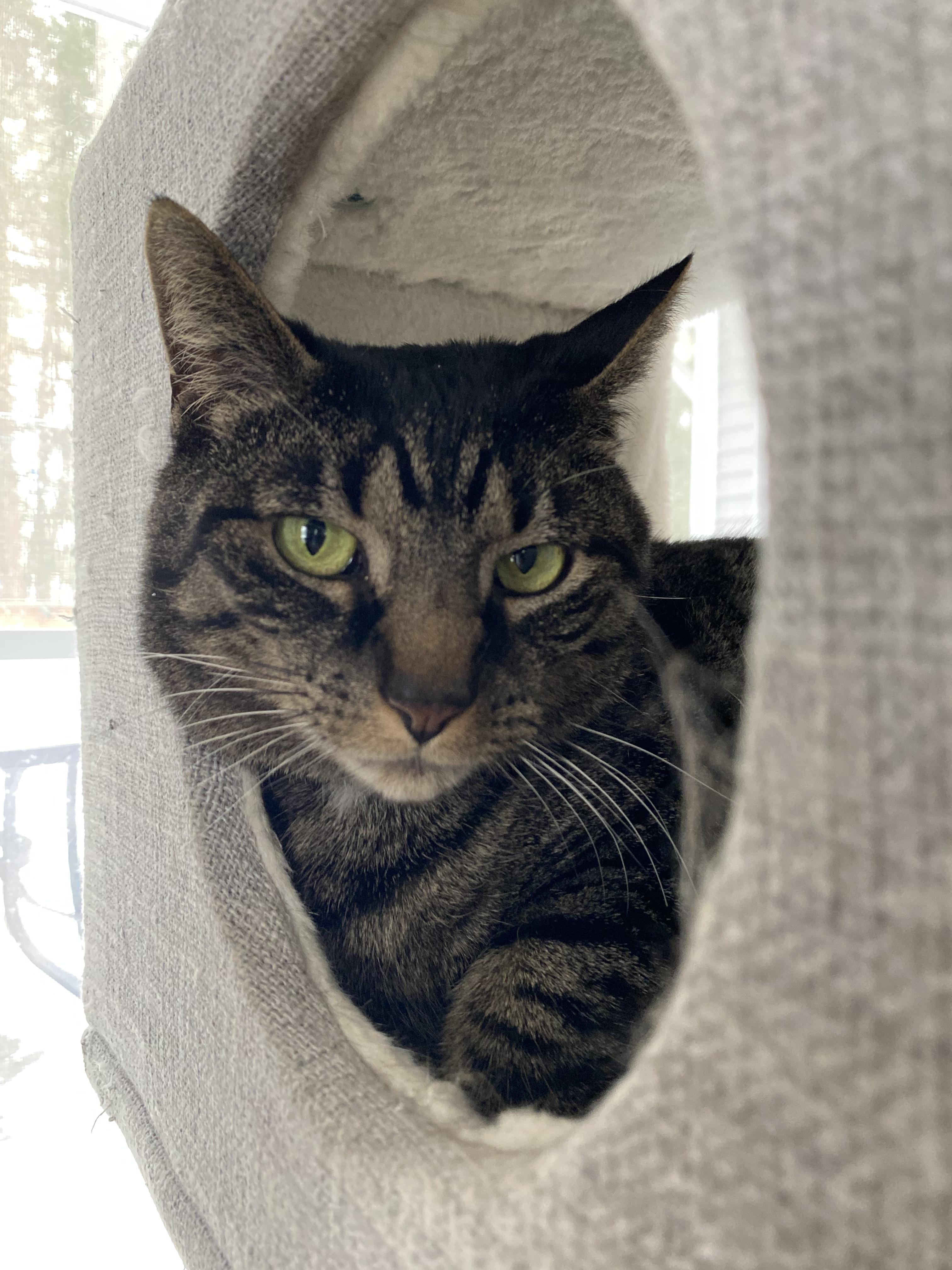 Nipsy — thumbnail 3