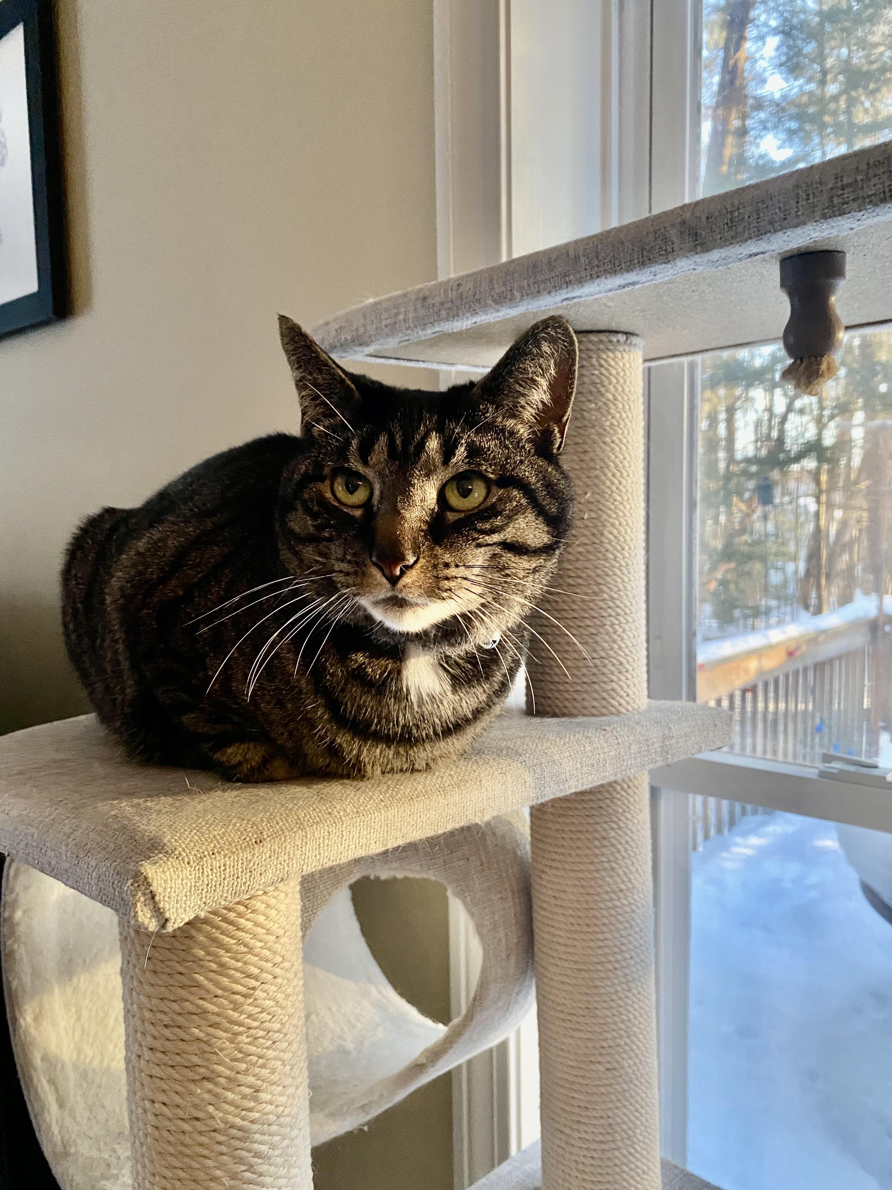 Nipsy — thumbnail 4