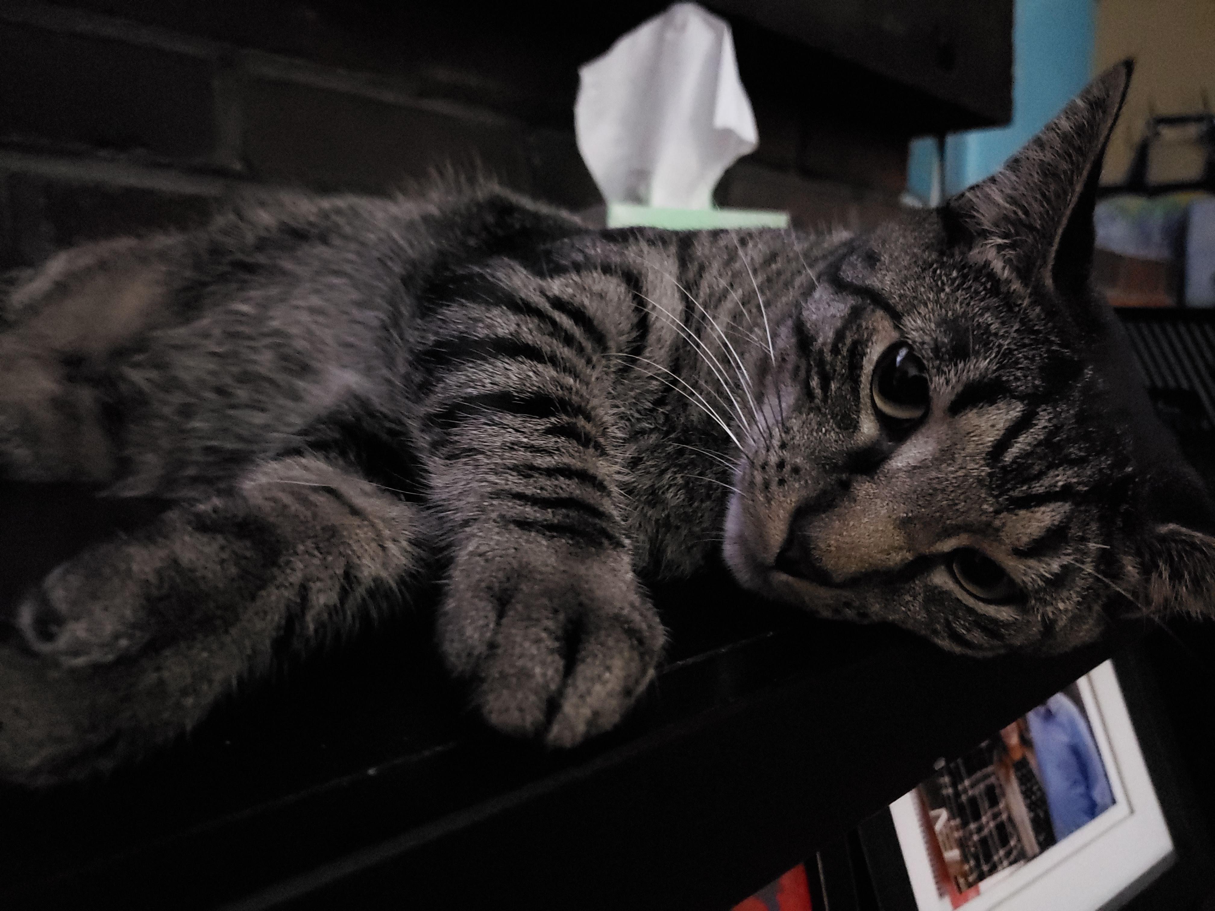 Nipsy — thumbnail 5