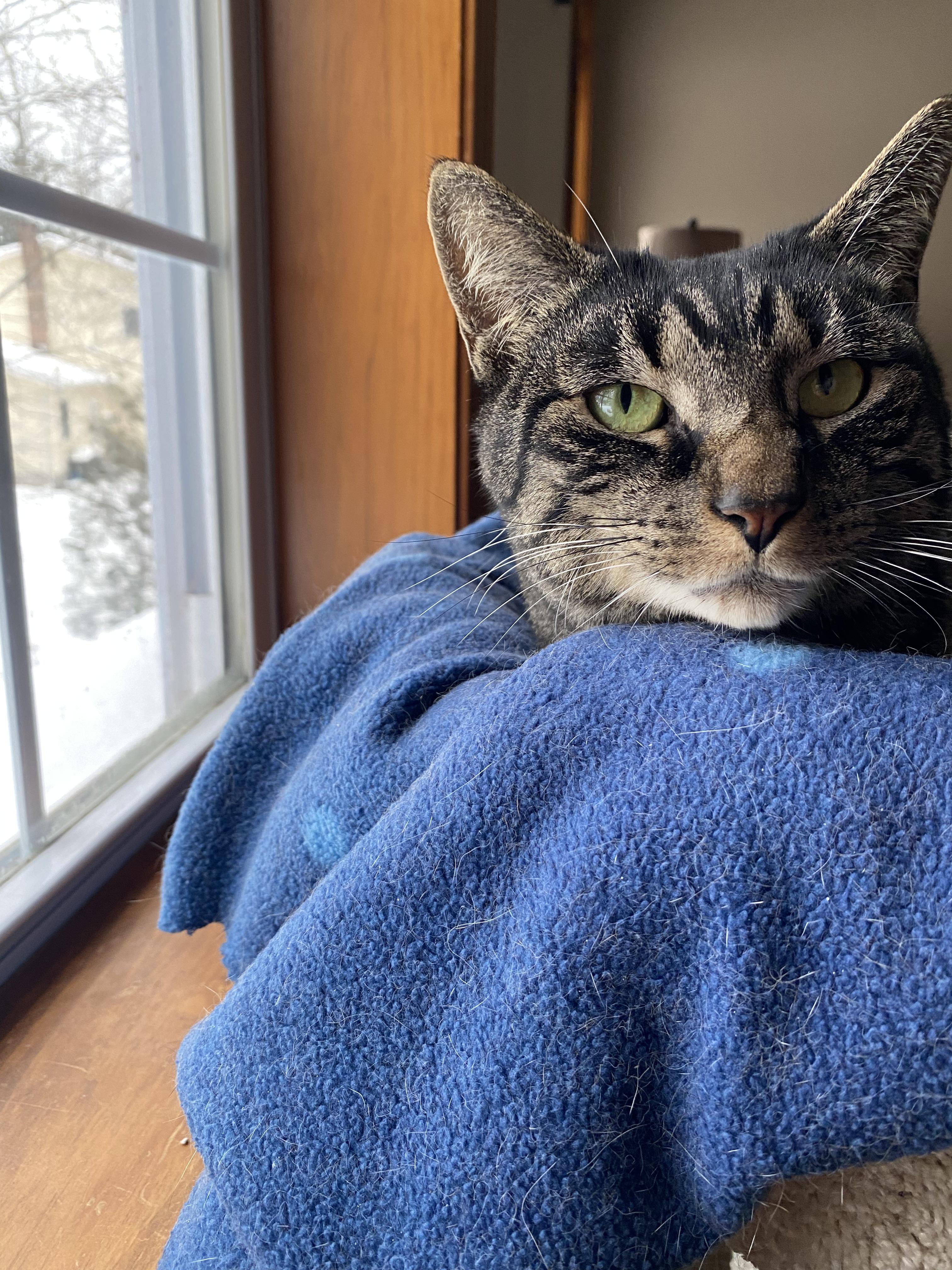 Nipsy — thumbnail 6