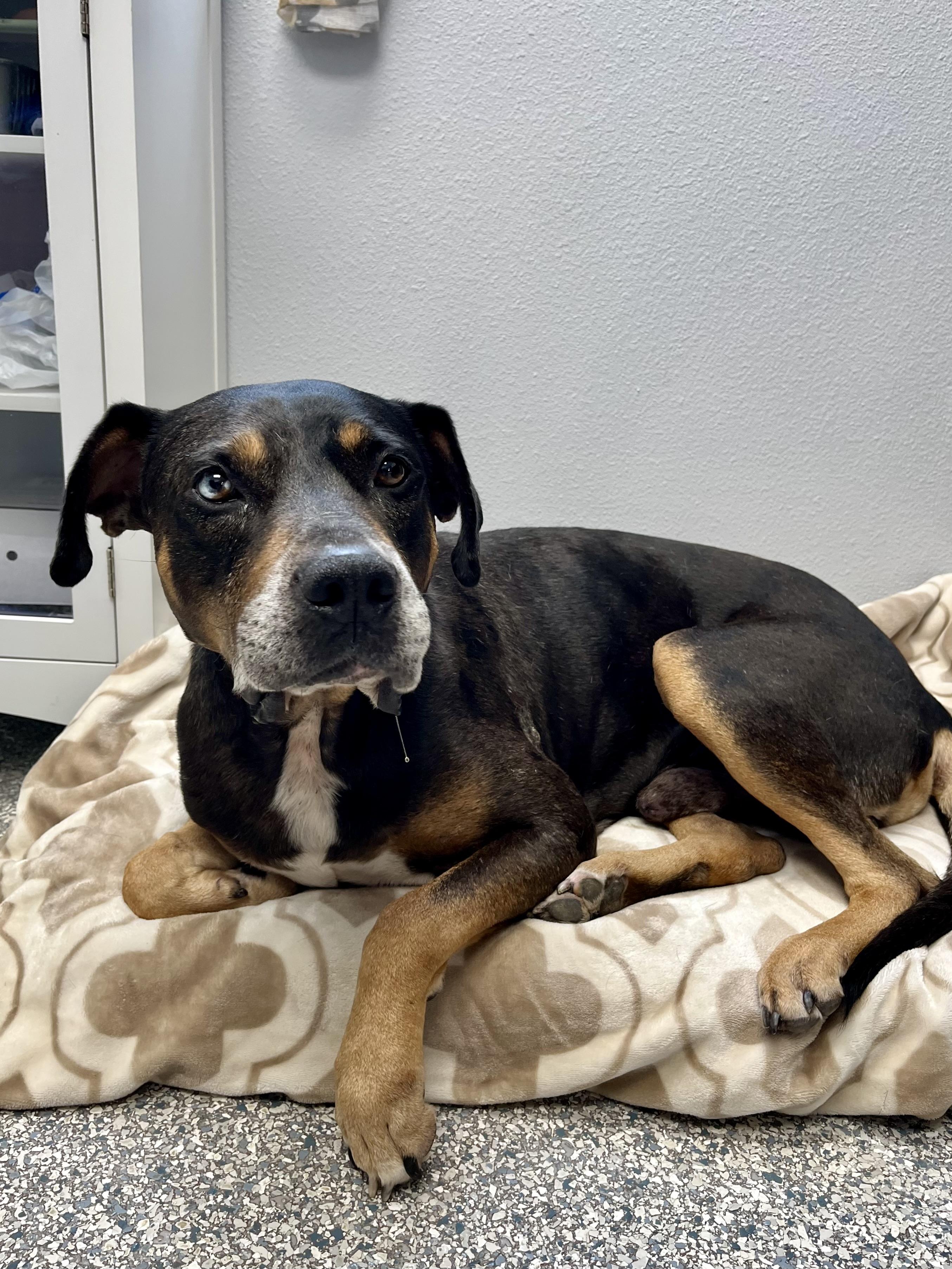 Enlarge Ames, a Adoptable mixed breed in Centerton, AR image 2/2