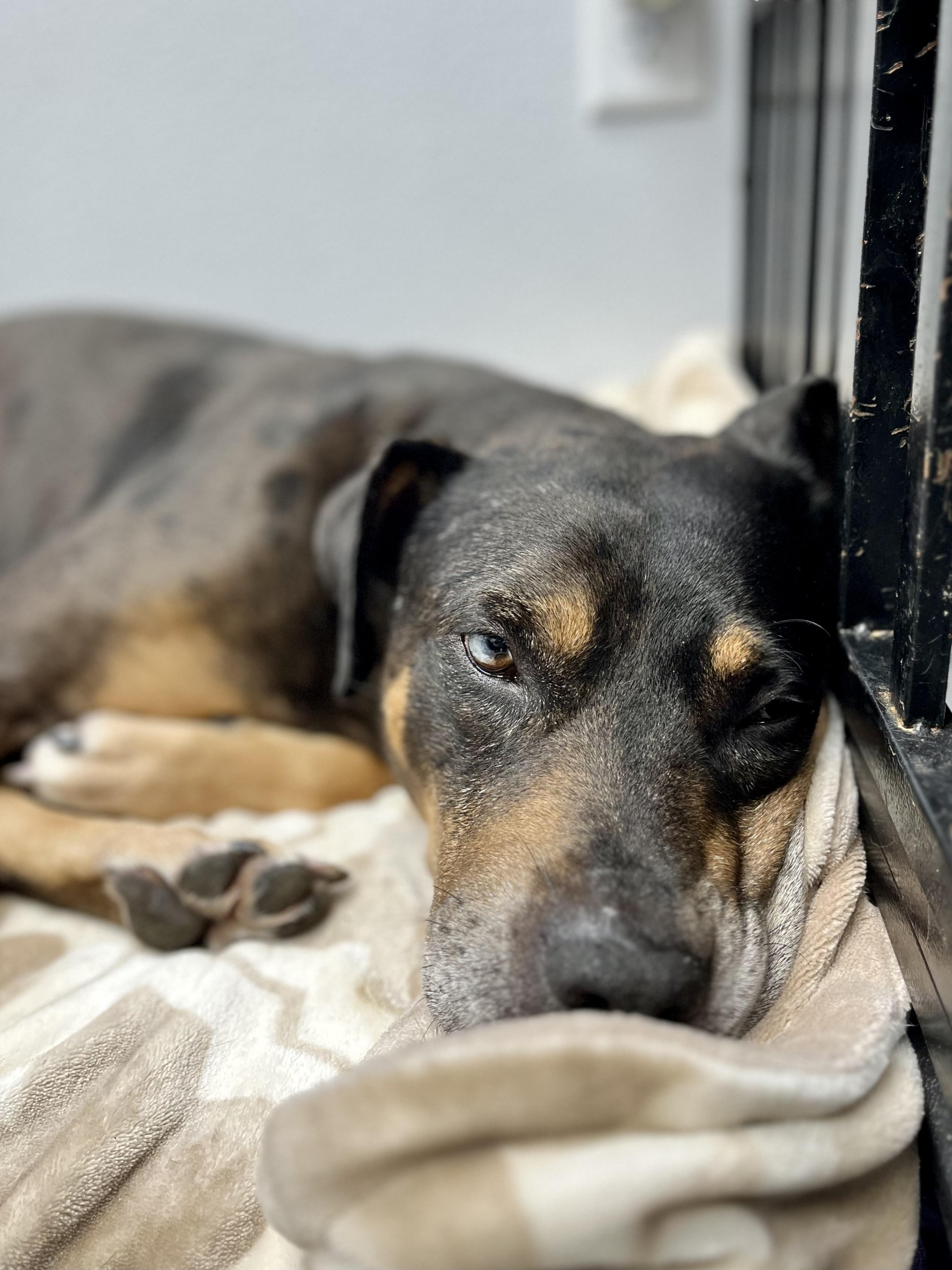 Ames, Adoptable, Senior Male Catahoula Leopard Dog.