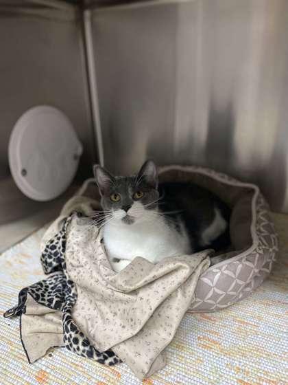 Mochi, Adoptable, Adult Female Domestic Short Hair & Domestic Short Hair.