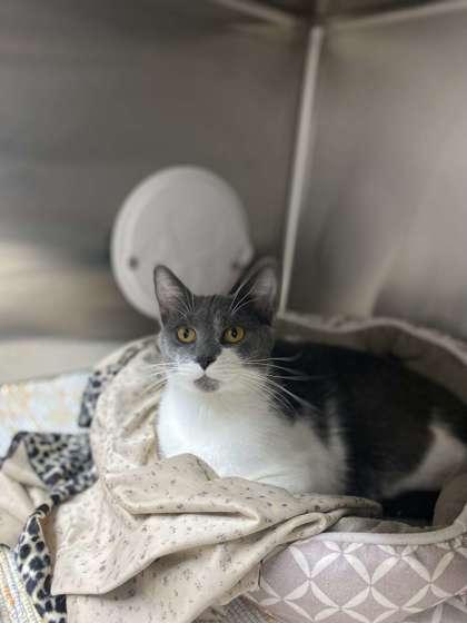 Enlarge Mochi, a Adoptable mixed breed in Fergus Falls, MN image 2/3