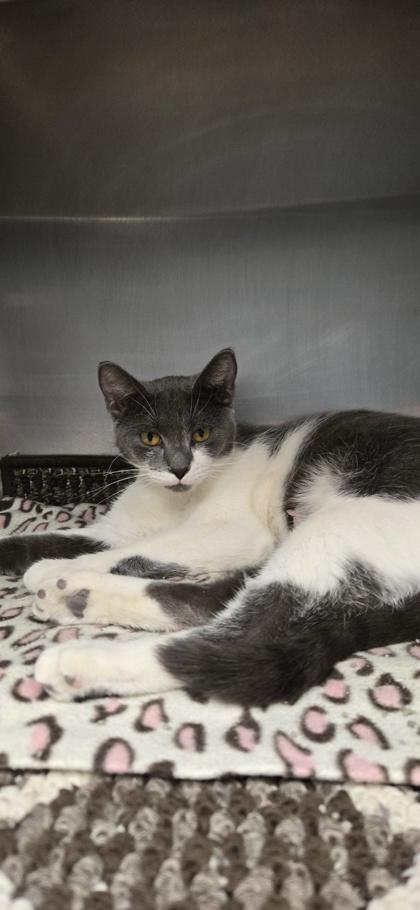 Enlarge Mochi, a Adoptable mixed breed in Fergus Falls, MN image 1/1