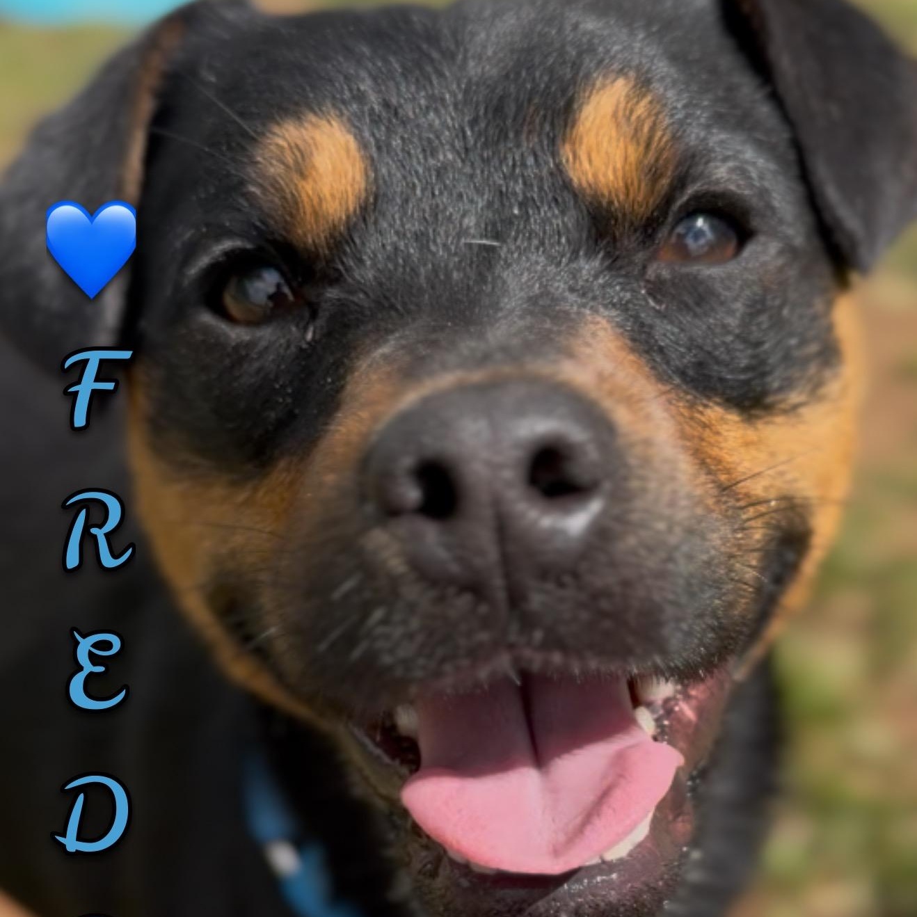 Freddy, ADOPTABLE, Adult Male Pug.