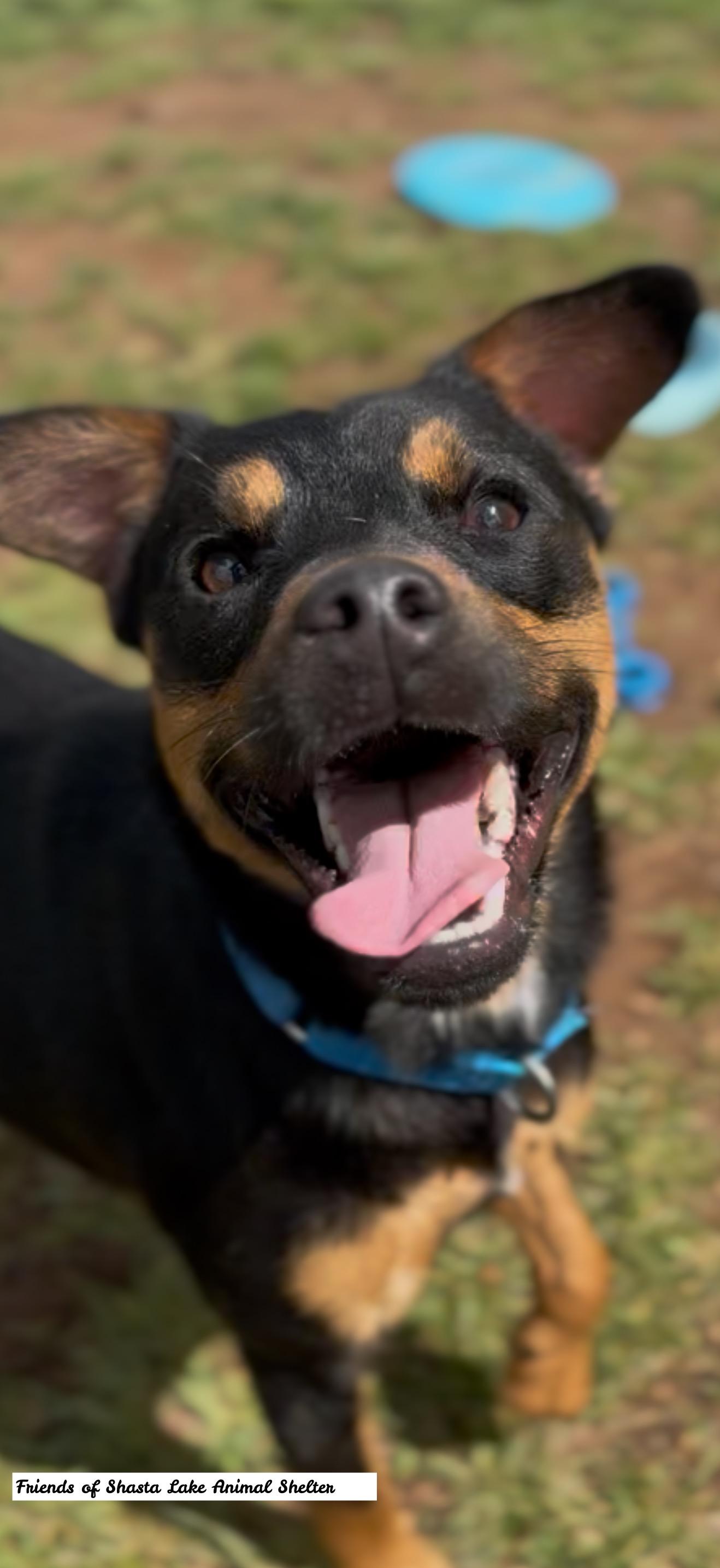 Enlarge Freddy, a ADOPTABLE mixed breed in Shasta Lake, CA image 2/3