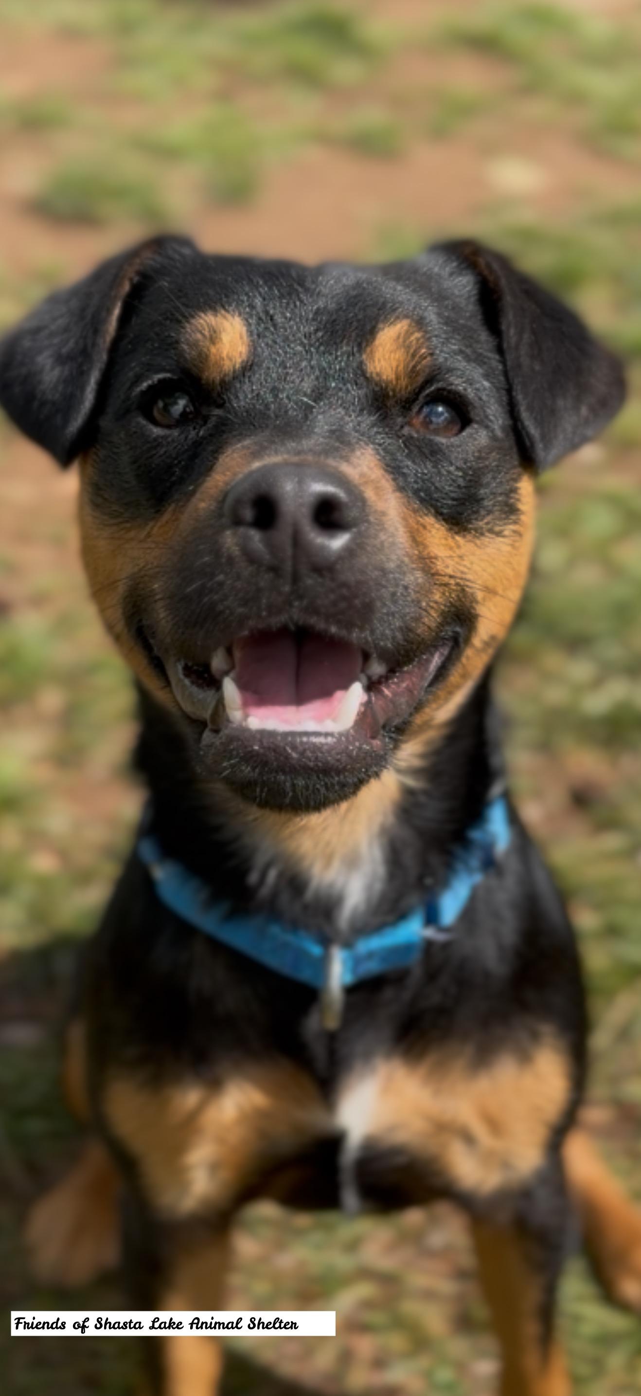 Enlarge Freddy, a ADOPTABLE mixed breed in Shasta Lake, CA image 3/3