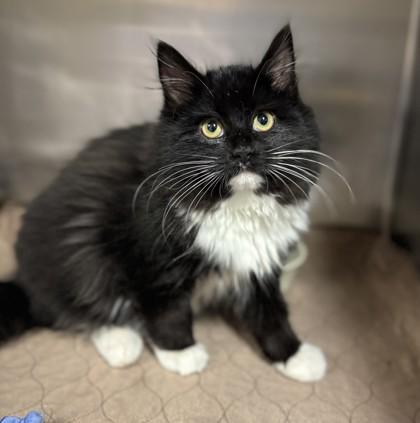 Enlarge Finn, a ADOPTABLE Domestic Long Hair in Missoula, MT image 1/1