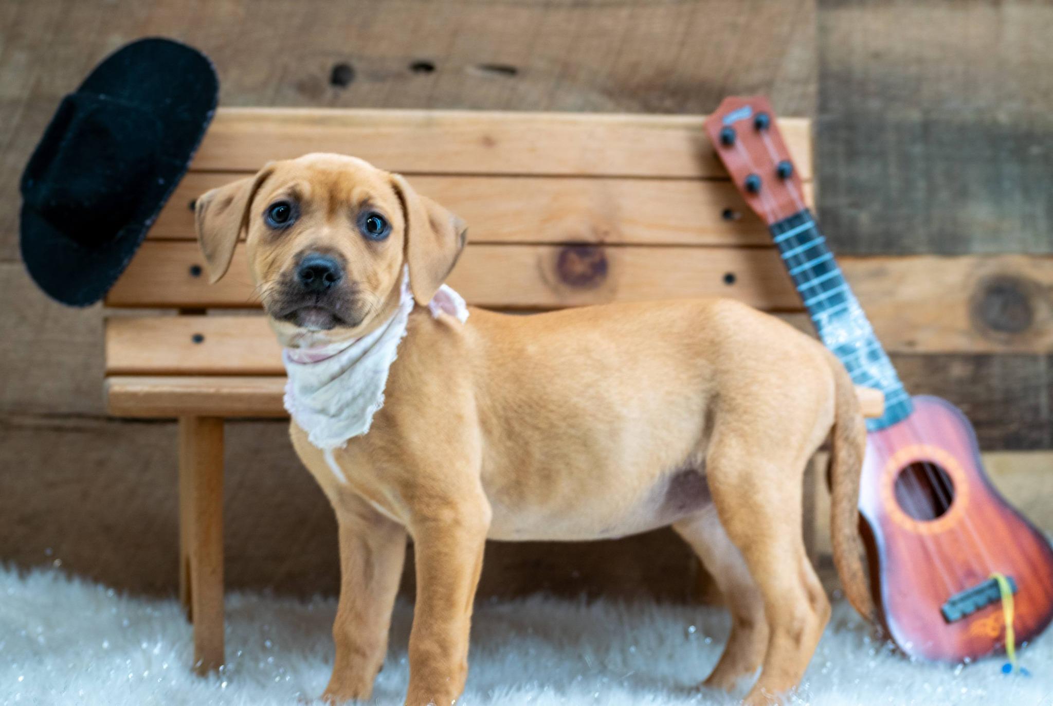 Enlarge Lyric, a ADOPTABLE Hound in Sevierville, TN image 2/4