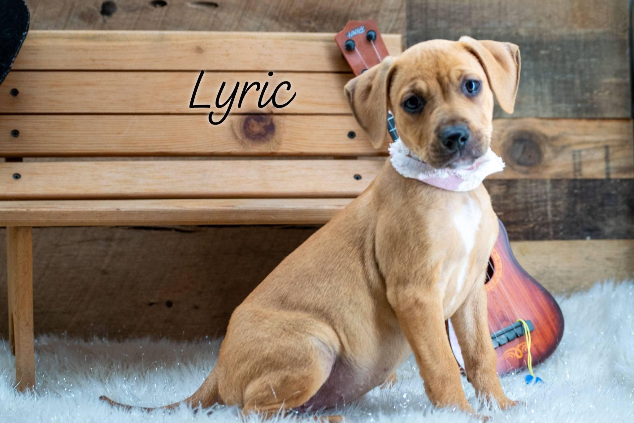 Lyric, ADOPTABLE, Puppy Female Hound.