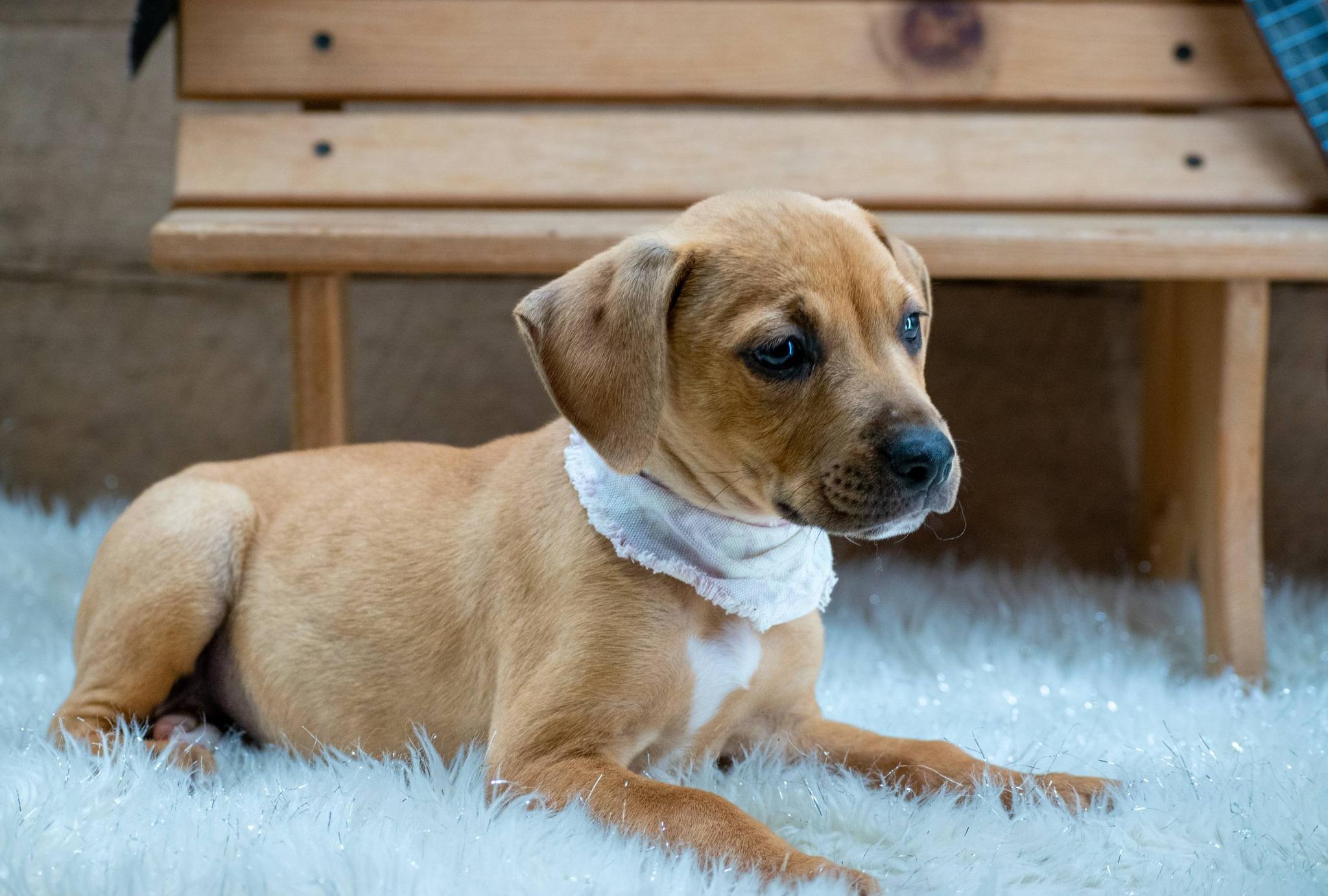 Enlarge Lyric, a ADOPTABLE Hound in Sevierville, TN image 3/4