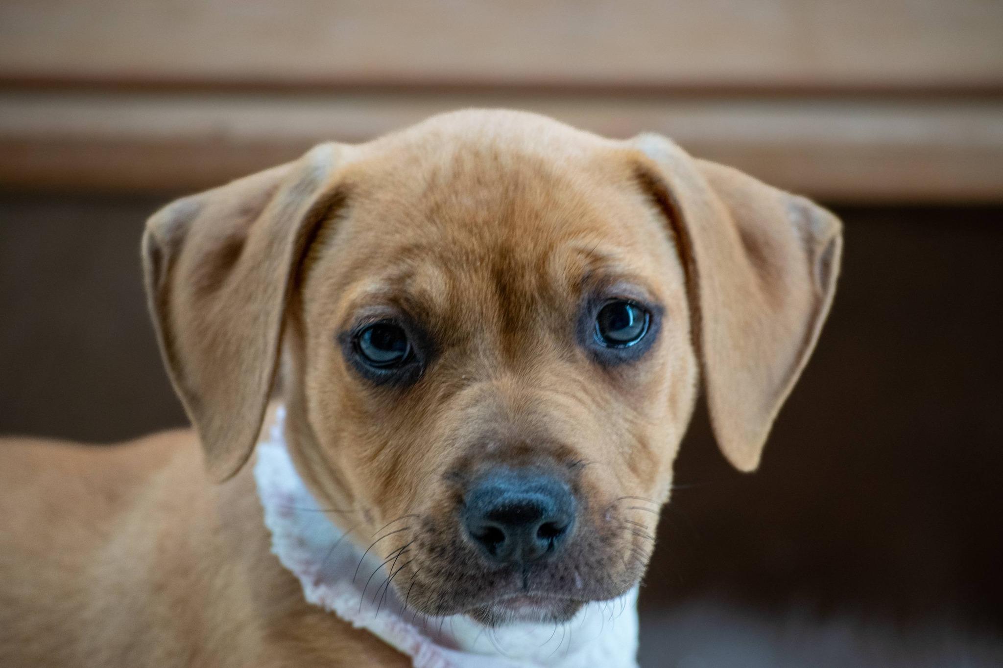 Enlarge Lyric, a ADOPTABLE Hound in Sevierville, TN image 4/4