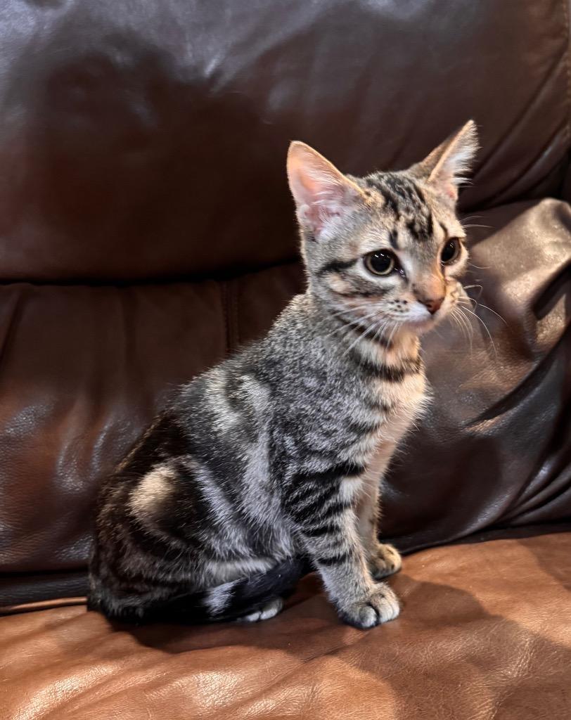 Brooks, Adoptable, Kitten Male Domestic Short Hair.