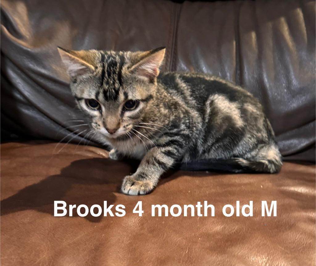 Brooks, a Adoptable mixed breed in Mustang, OK image 3/4