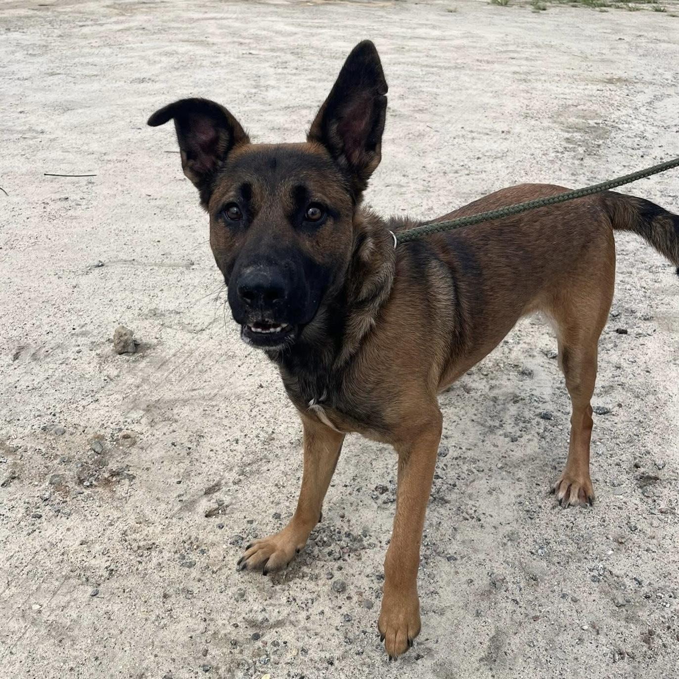 Snoopie — thumbnail 2