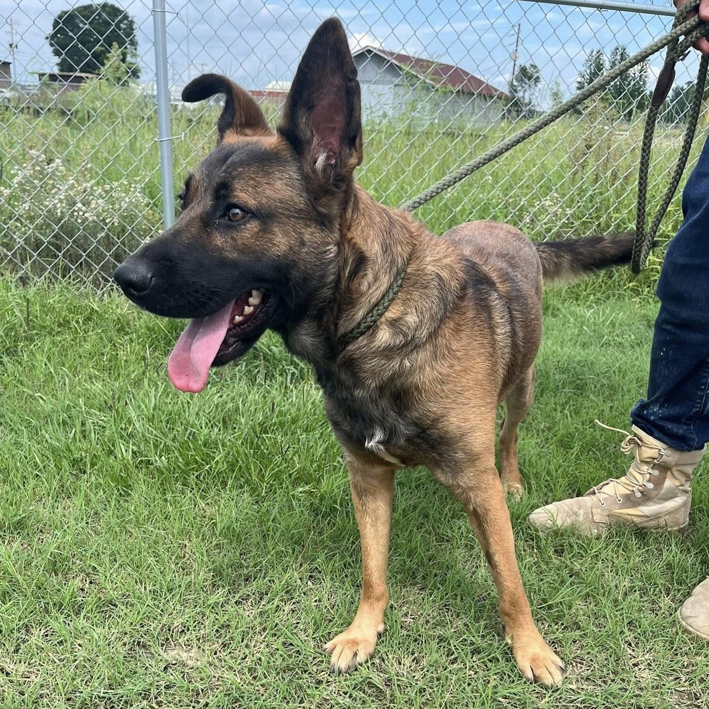 Snoopie — thumbnail 6