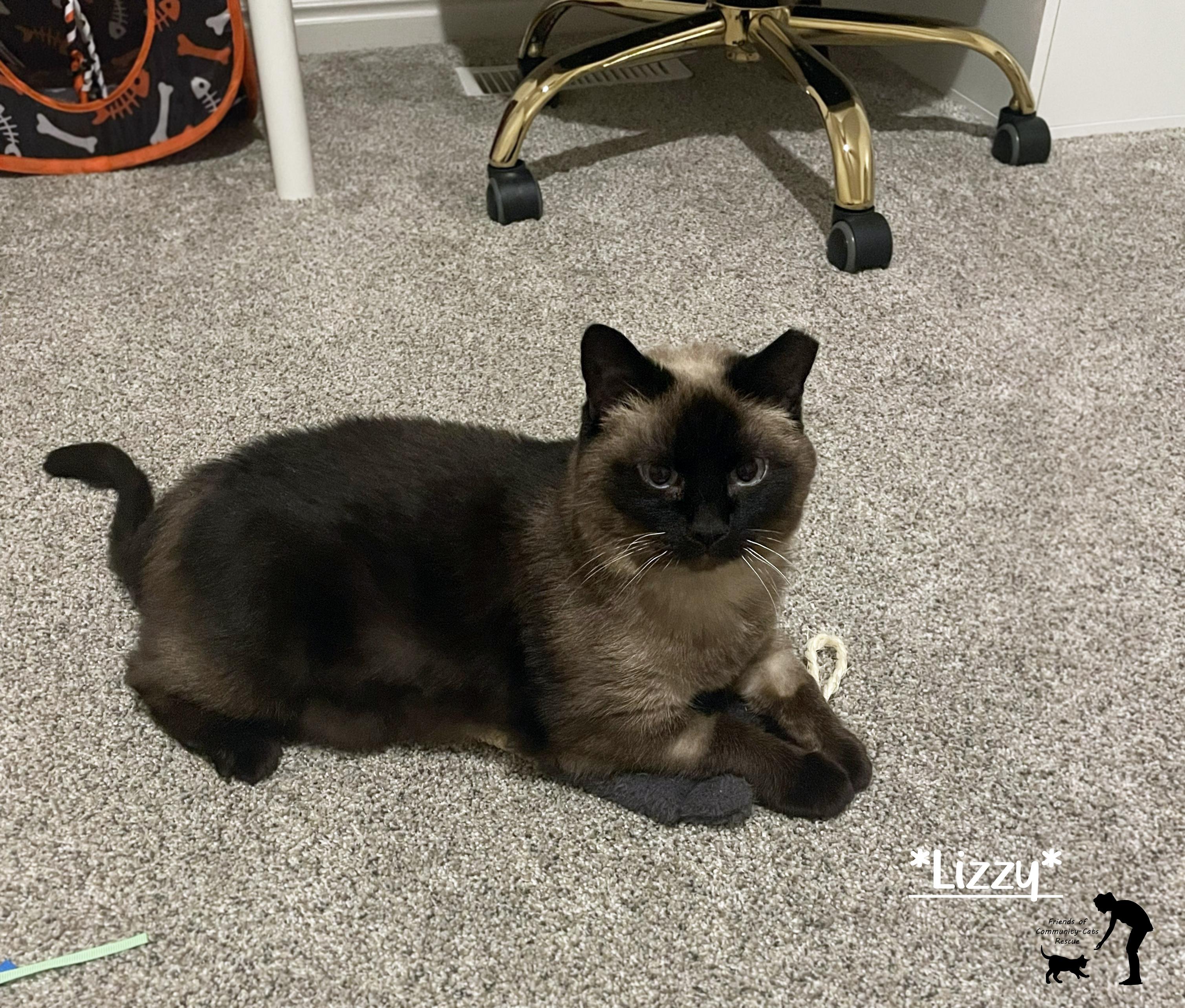 Lizzy, ADOPTABLE, Adult Female Domestic Short Hair.