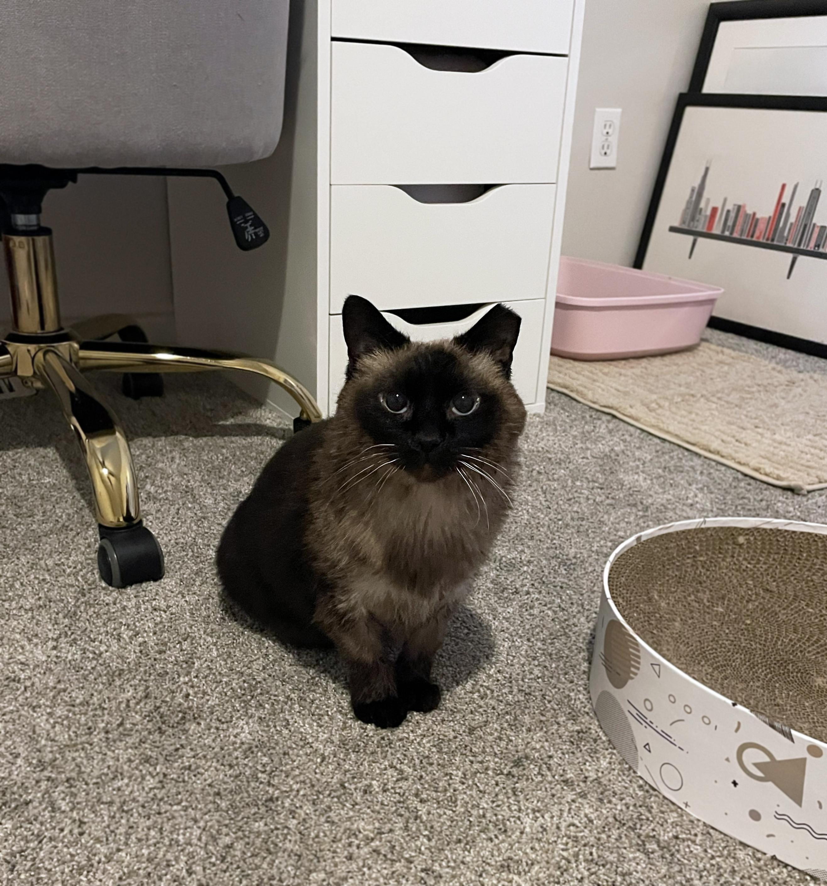 Enlarge Lizzy, a ADOPTABLE Domestic Short Hair in Centerville, UT image 5/6