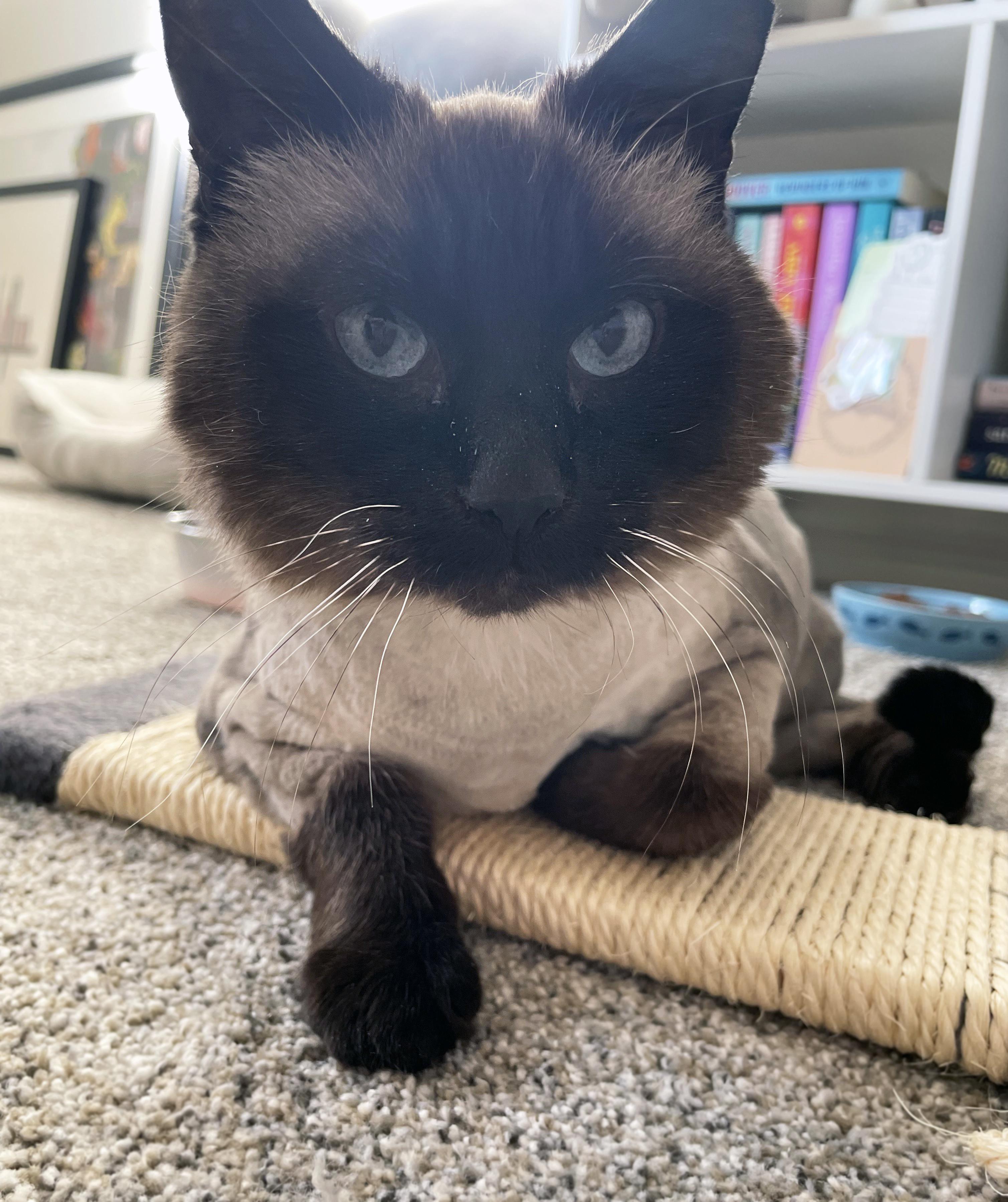 Enlarge Lizzy, a ADOPTABLE Domestic Short Hair in Centerville, UT image 5/5