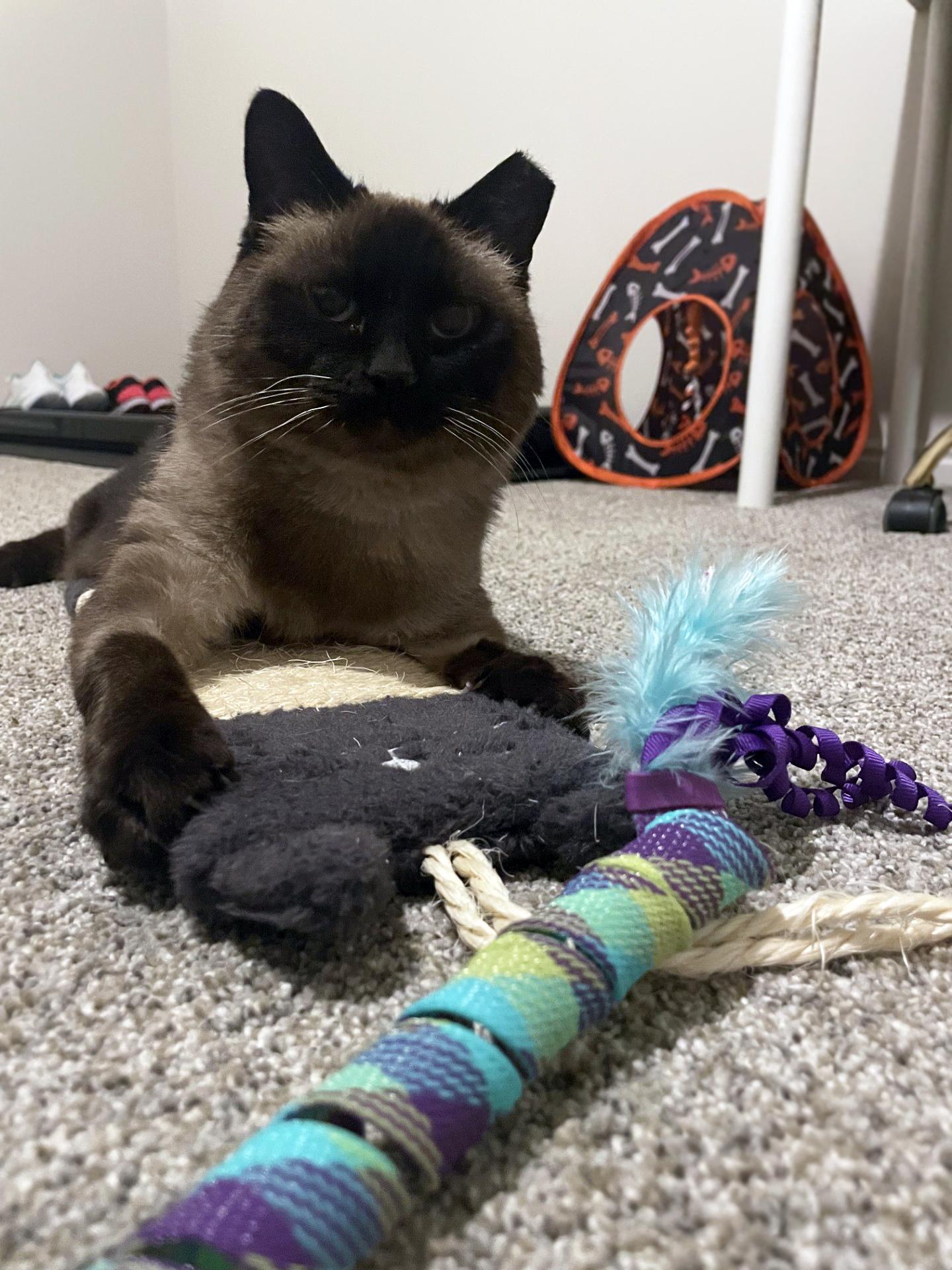 Enlarge Lizzy, a ADOPTABLE Domestic Short Hair in Centerville, UT image 4/6