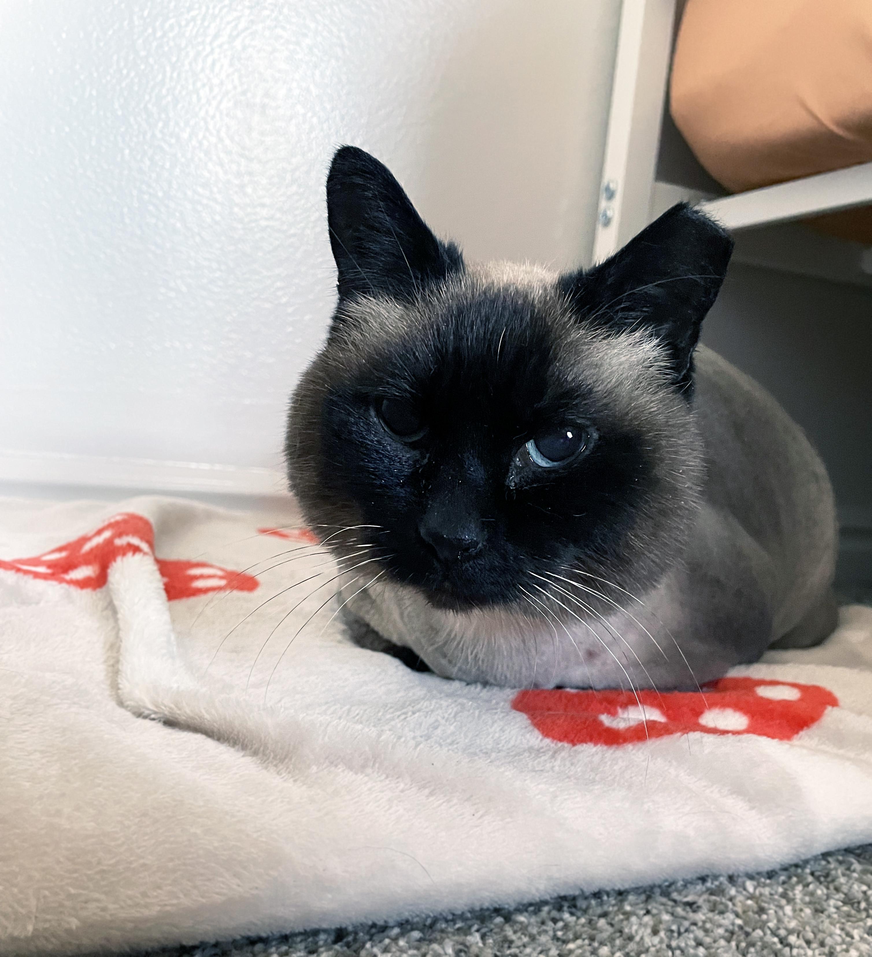 Enlarge Lizzy, a ADOPTABLE Domestic Short Hair in Centerville, UT image 4/5