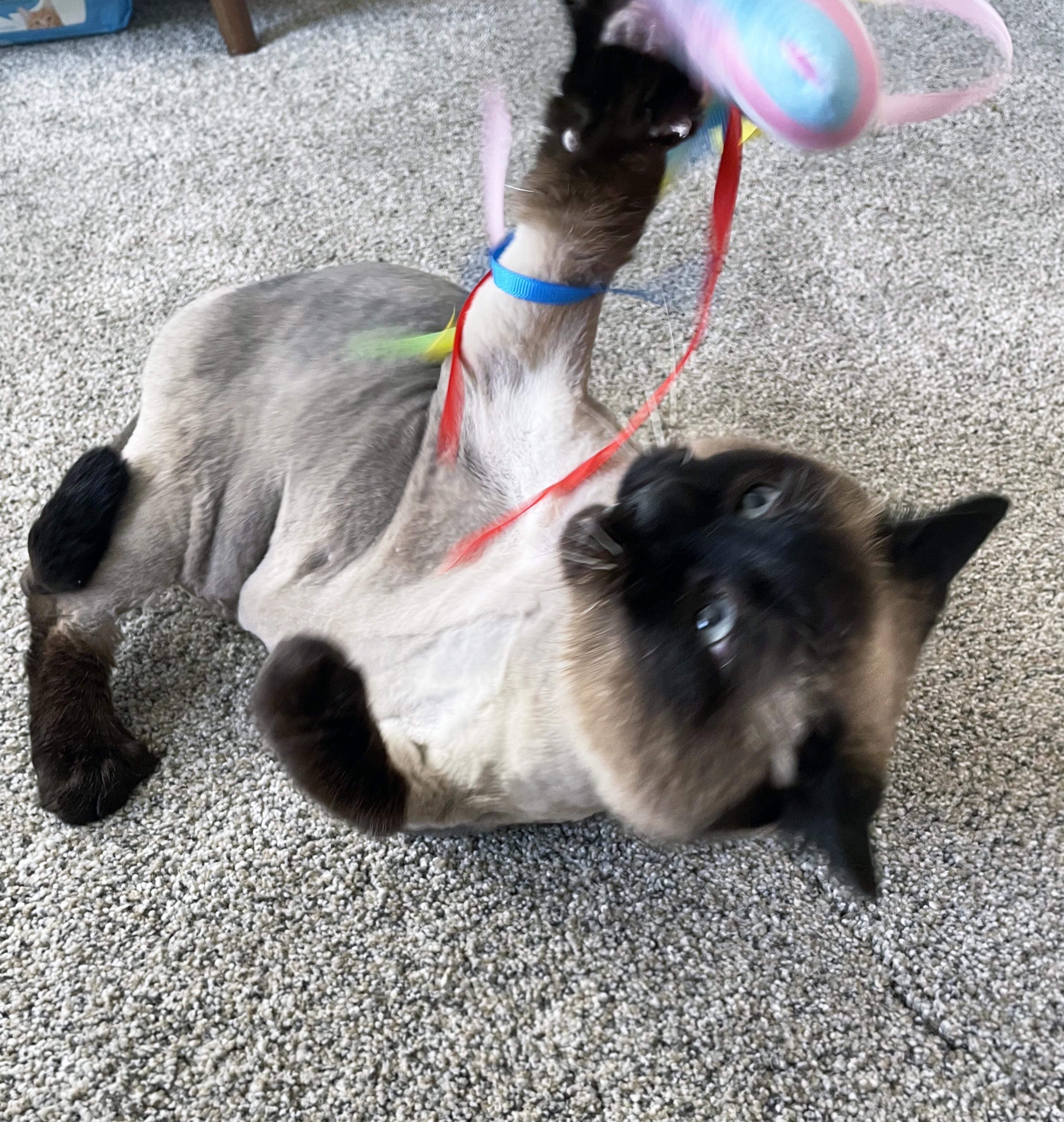 Enlarge Lizzy, a ADOPTABLE Domestic Short Hair in Centerville, UT image 3/5