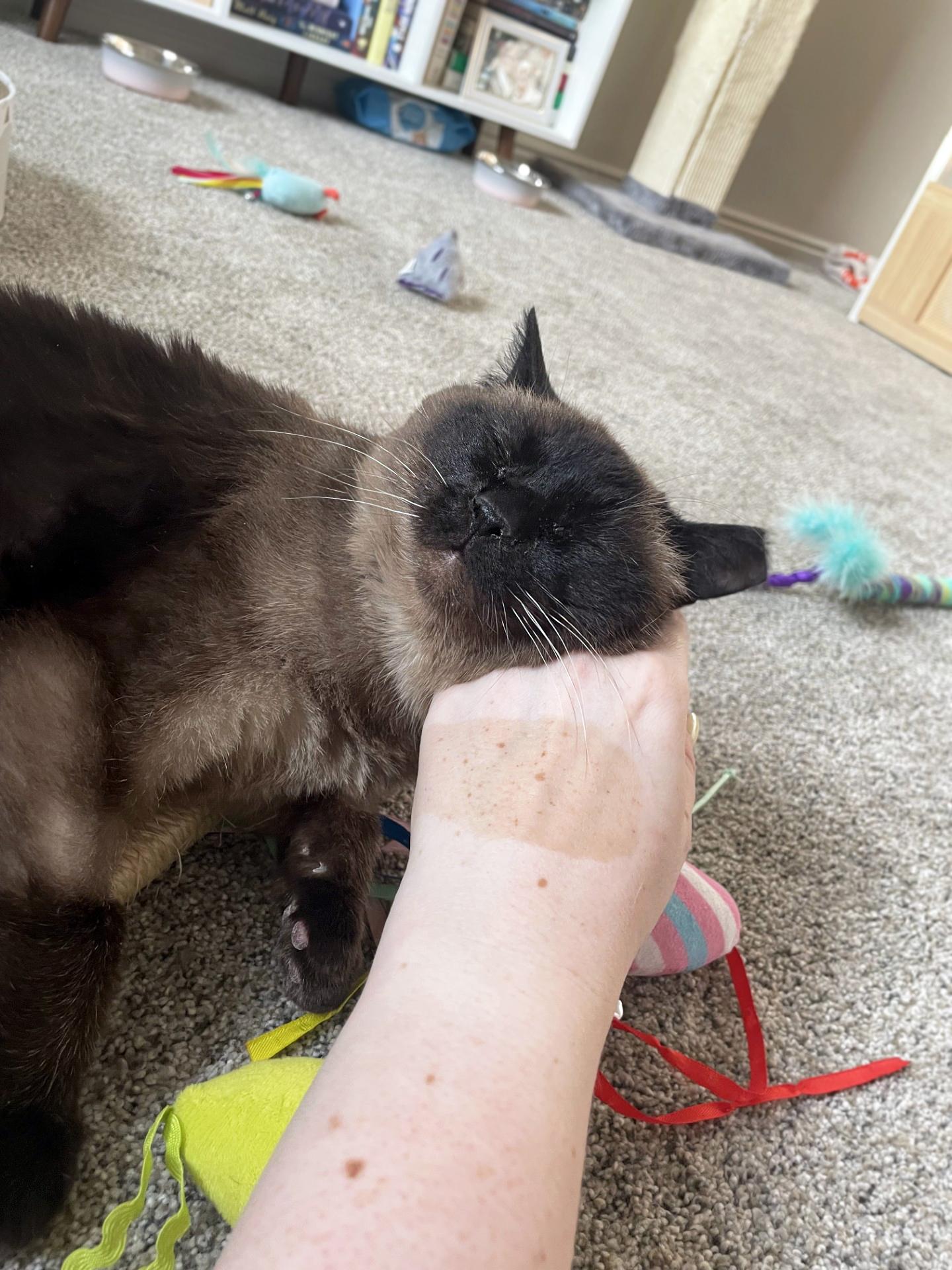 Enlarge Lizzy, a ADOPTABLE Domestic Short Hair in Centerville, UT image 3/6