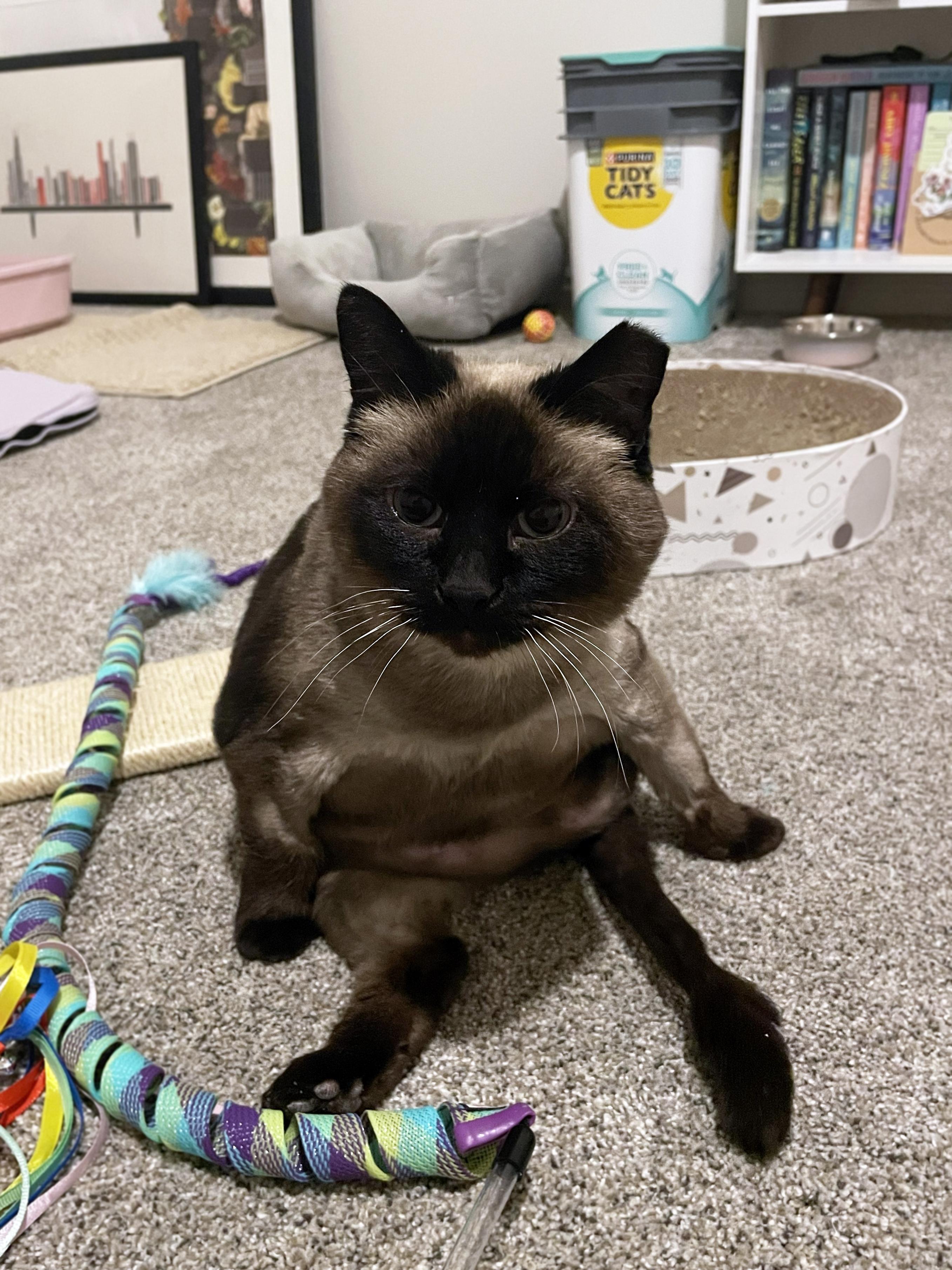 Enlarge Lizzy, a ADOPTABLE Domestic Short Hair in Centerville, UT image 2/6