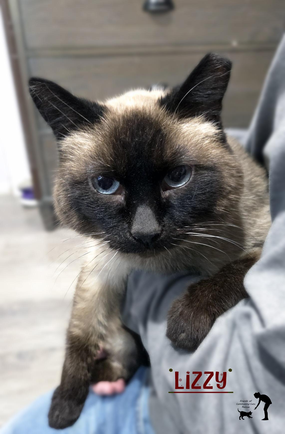 Lizzy, ADOPTABLE, Adult Female Domestic Short Hair.