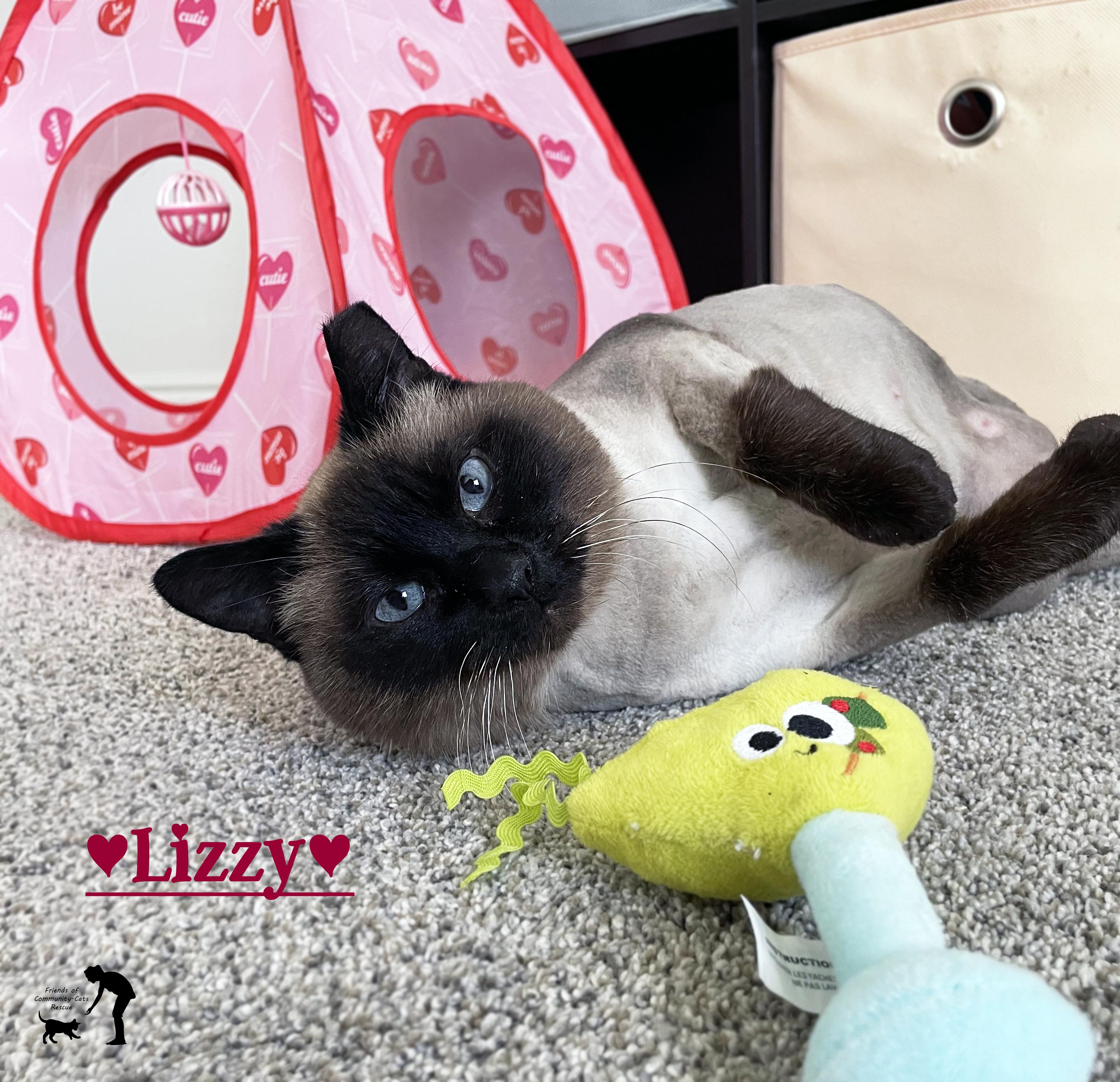 Enlarge Lizzy, a ADOPTABLE Domestic Short Hair in Centerville, UT image 1/5