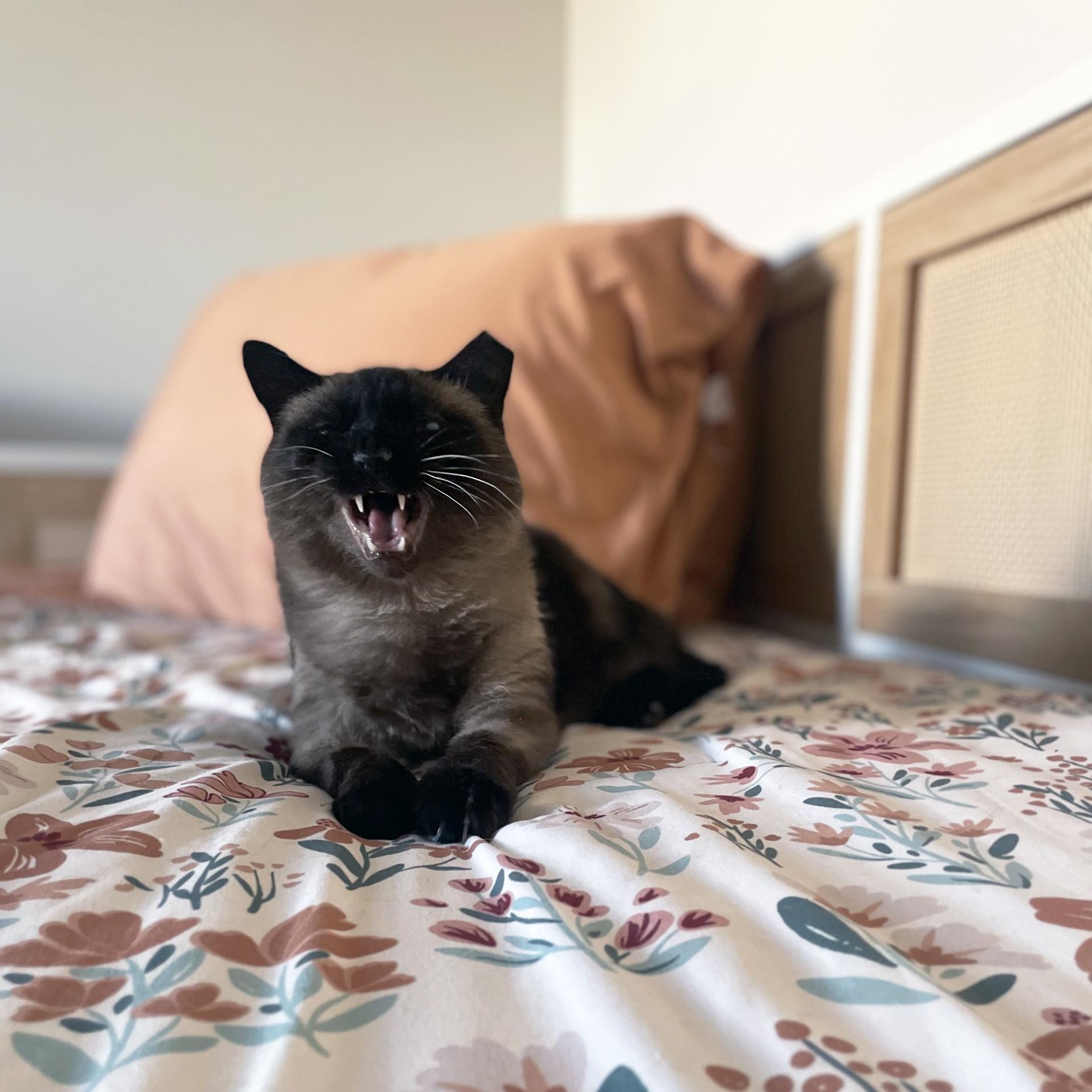 Enlarge Lizzy, a ADOPTABLE Domestic Short Hair in Centerville, UT image 6/6