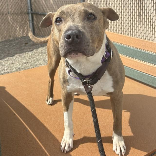 MARINA, Adoptable, Adult Female Pit Bull Terrier & Mixed Breed.