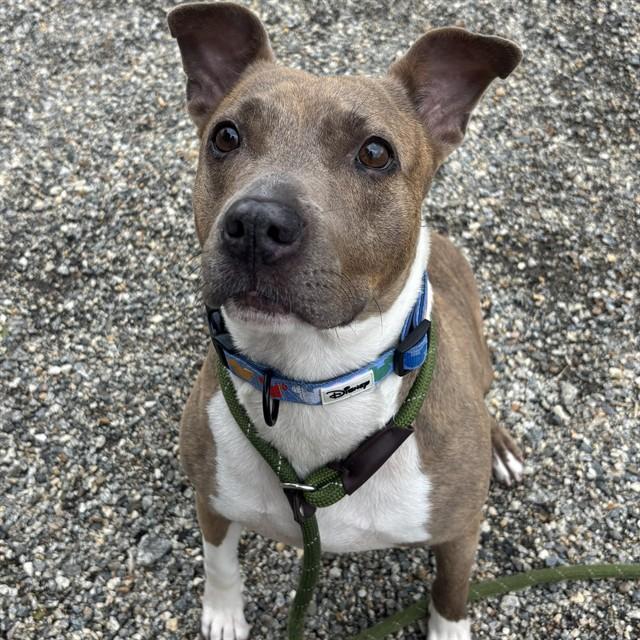 MARINA, Adoptable, Adult Female Pit Bull Terrier & Mixed Breed.