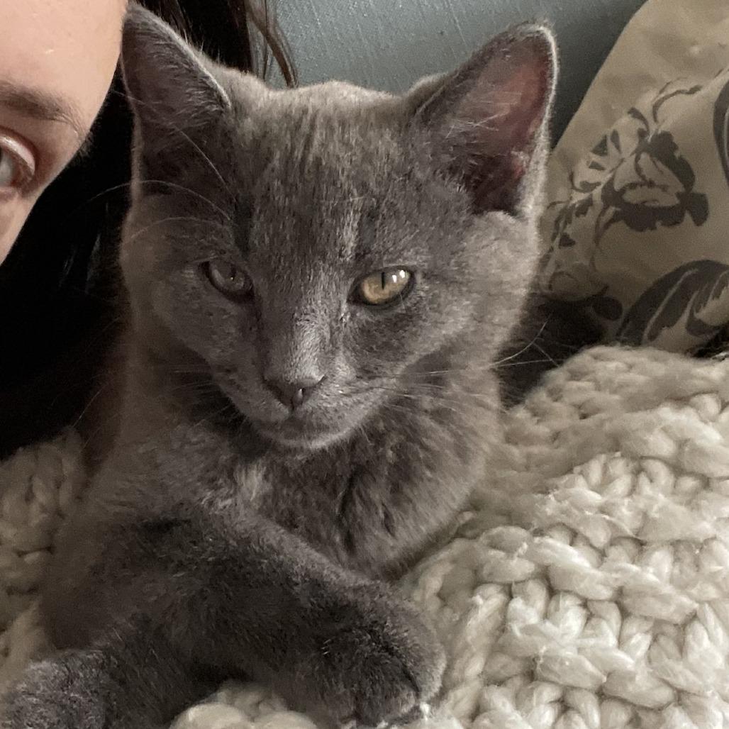 Oliver, Adoptable, Kitten Male Domestic Short Hair.