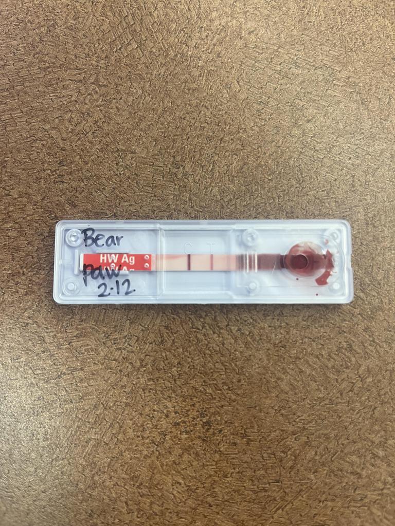 Enlarge BEAR PAW, a Adoptable mixed breed in Florence, SC image 1/6